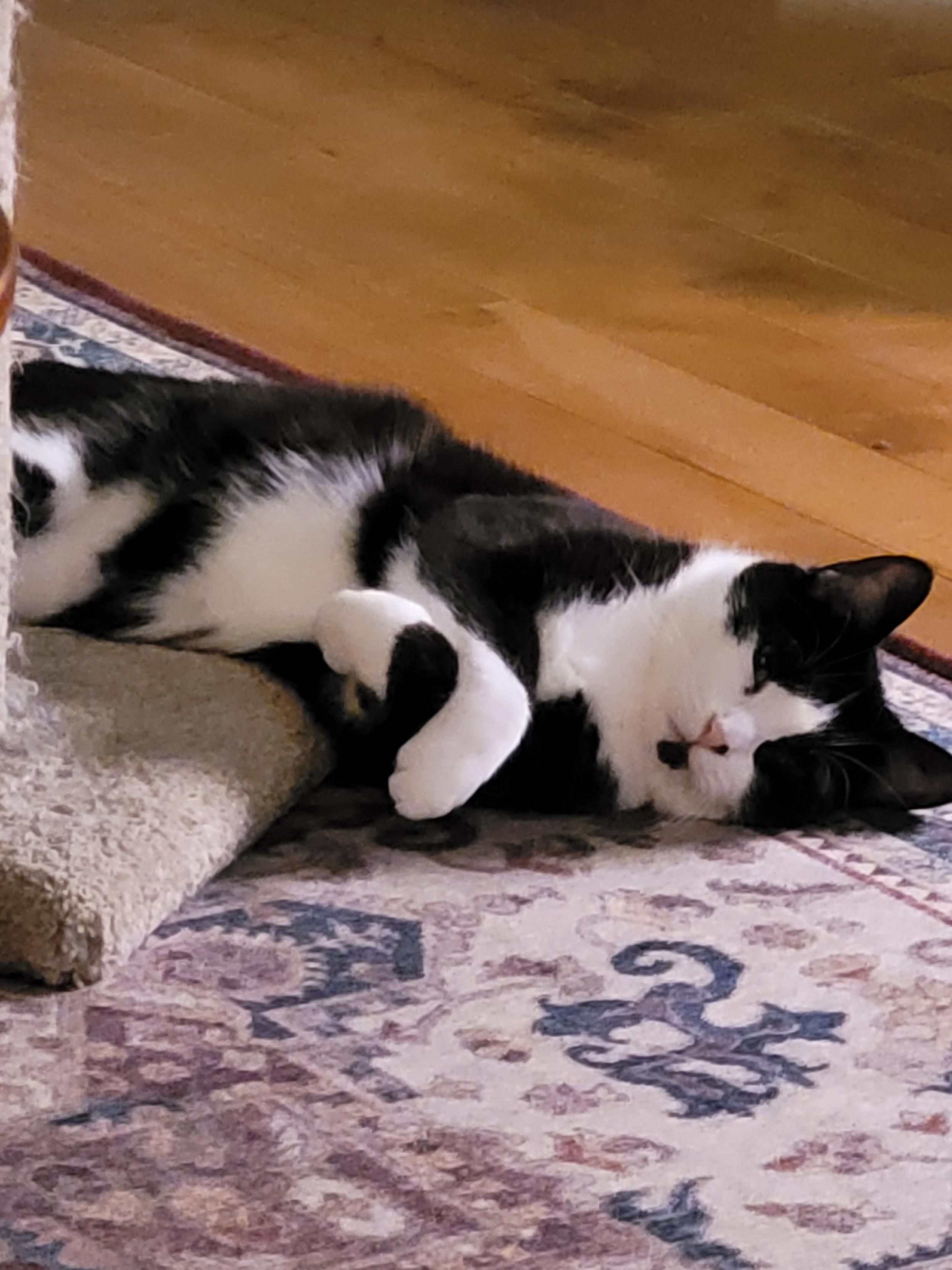 Merzou, a Adoptable Domestic Short Hair in Verdun, QC image 1/10