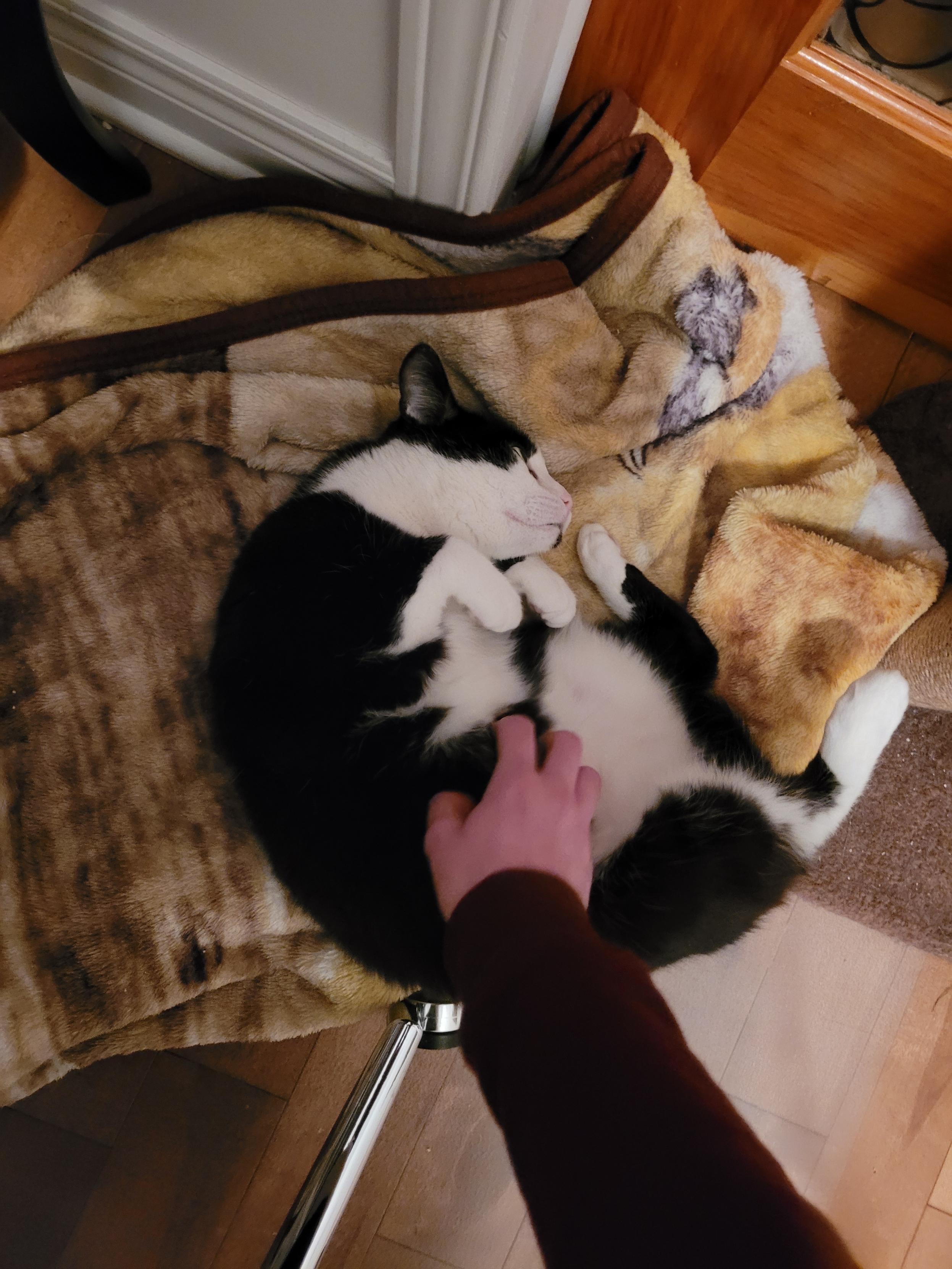 Merzou, a Adoptable Domestic Short Hair in Verdun, QC image 2/10