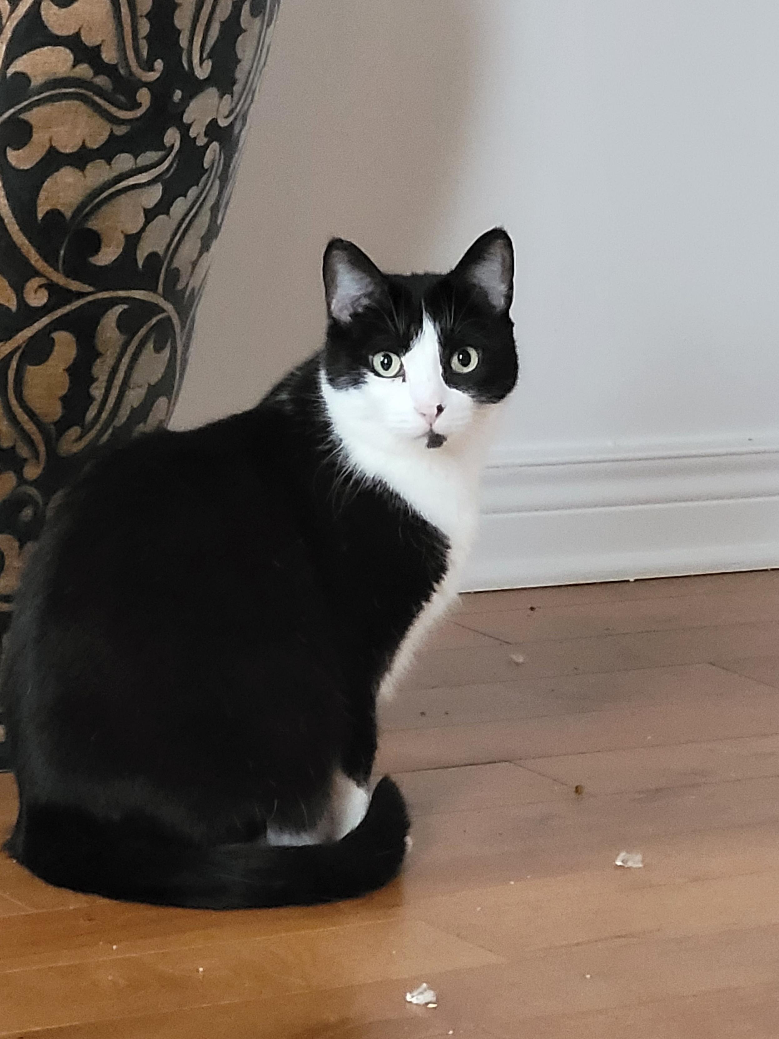 Merzou, a Adoptable Domestic Short Hair in Verdun, QC image 3/10