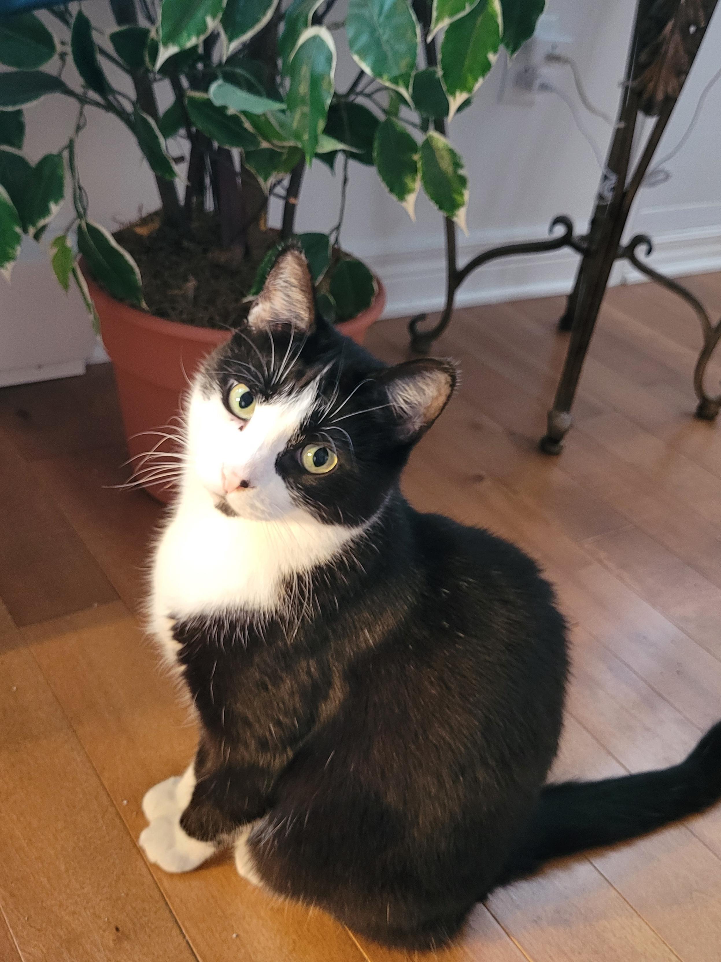 Merzou, a Adoptable Domestic Short Hair in Verdun, QC image 4/10