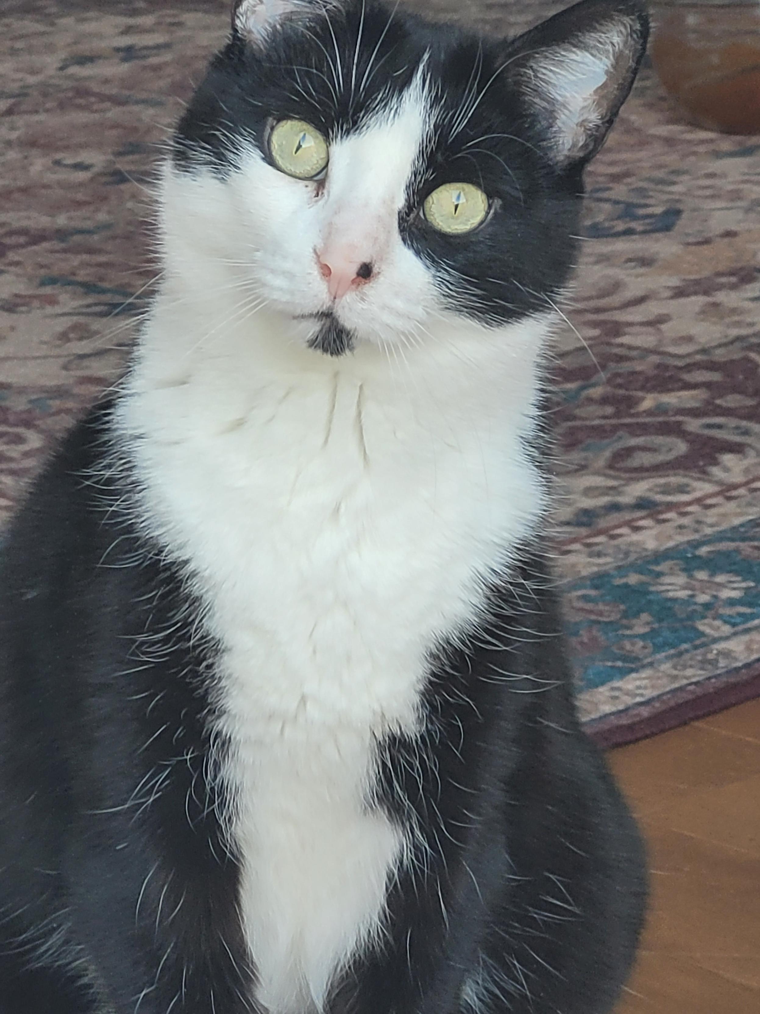 Merzou, a Adoptable Domestic Short Hair in Verdun, QC image 5/10