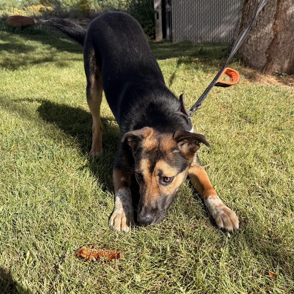Dixie, Adoptable, Young Female Cattle Dog & Shepherd.