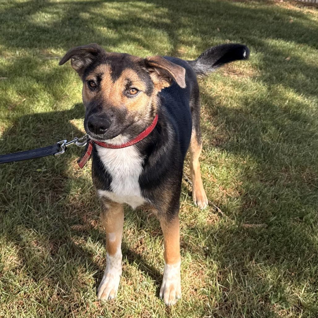 Enlarge Dixie, a Adoptable mixed breed in Rangely, CO image 2/3