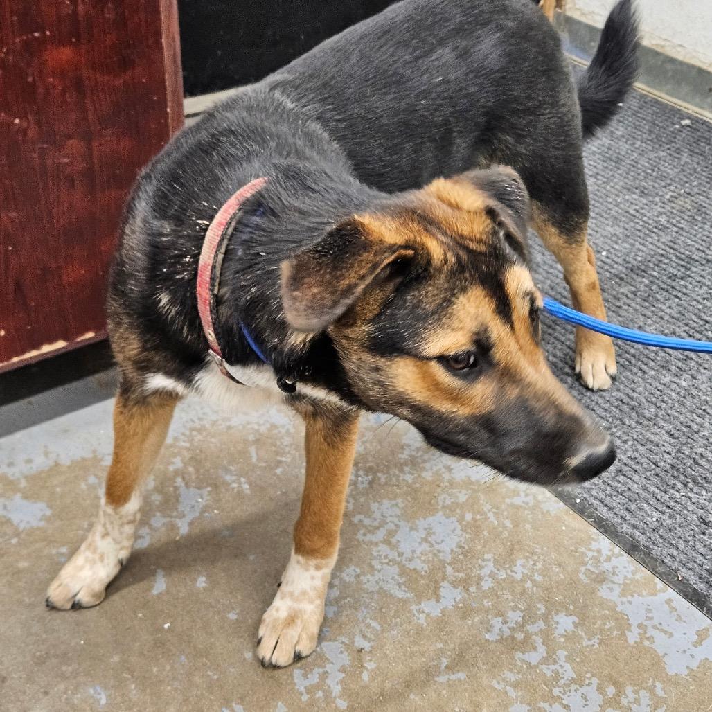 Enlarge Dixie, a Adoptable mixed breed in Rangely, CO image 3/3
