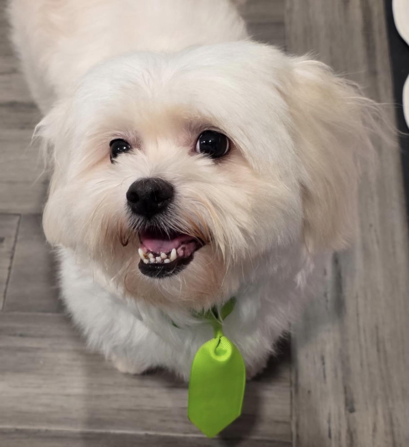 Coffee, Adoptable, Adult Male Shih Tzu.