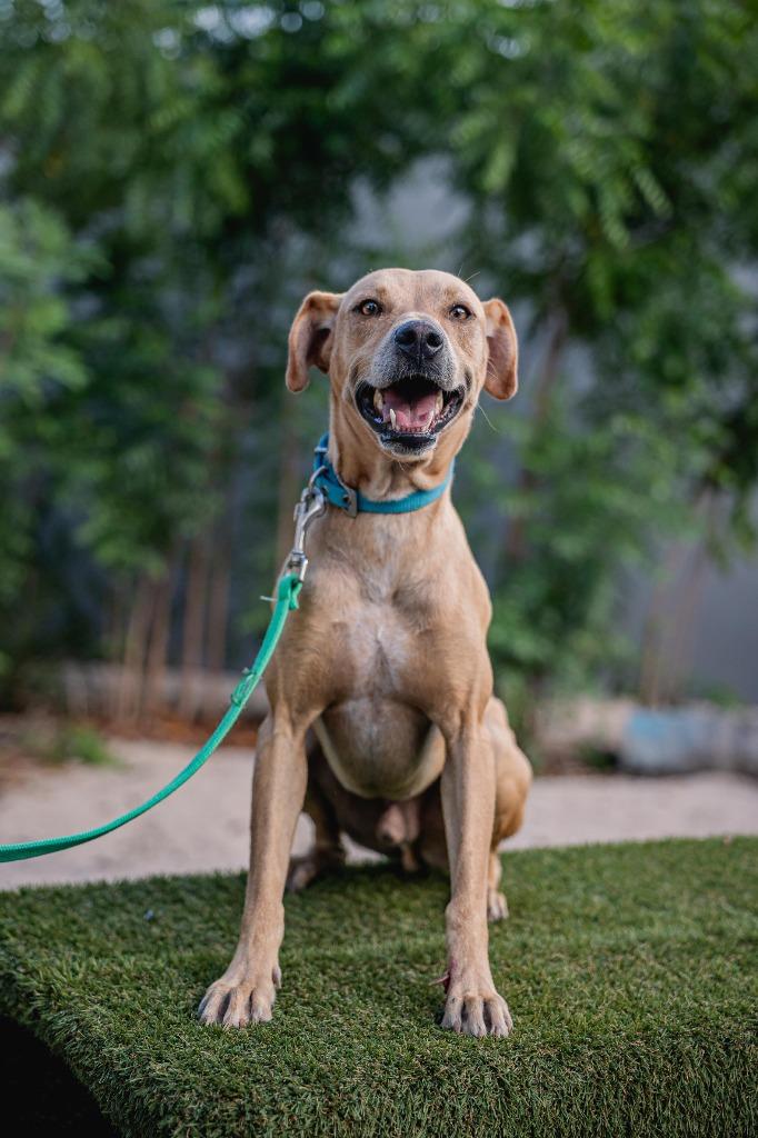 Tomas, Adoptable, Adult Male Yellow Labrador Retriever & Black Mouth Cur.