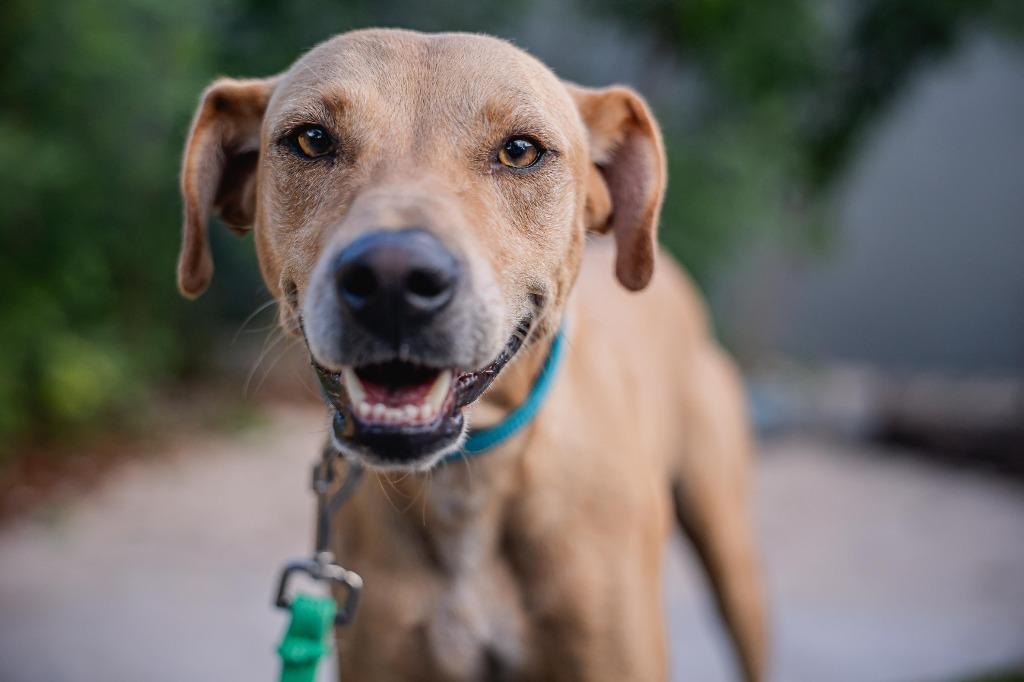 Enlarge Tomas, a Adoptable mixed breed in Portland, OR image 2/5