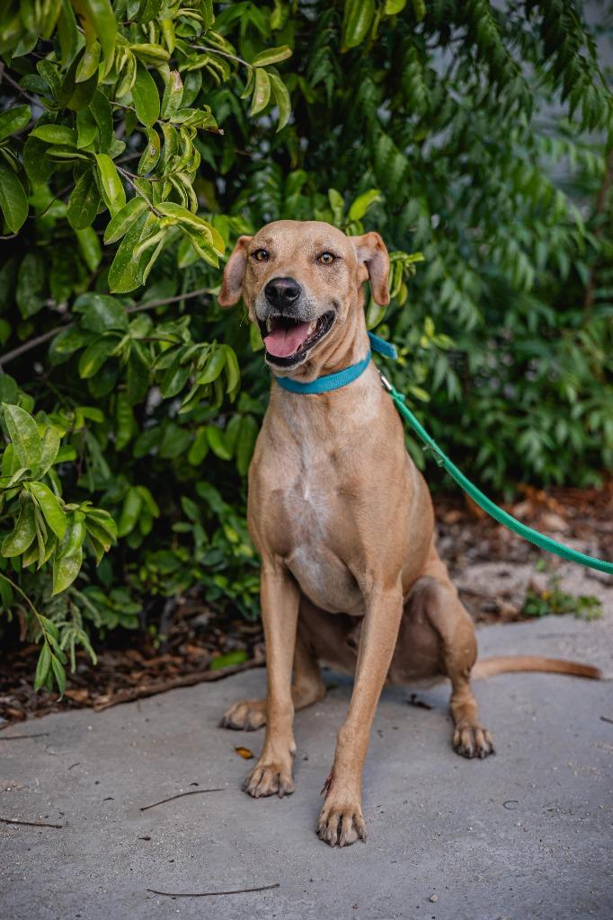 Enlarge Tomas, a Adoptable mixed breed in Portland, OR image 3/5