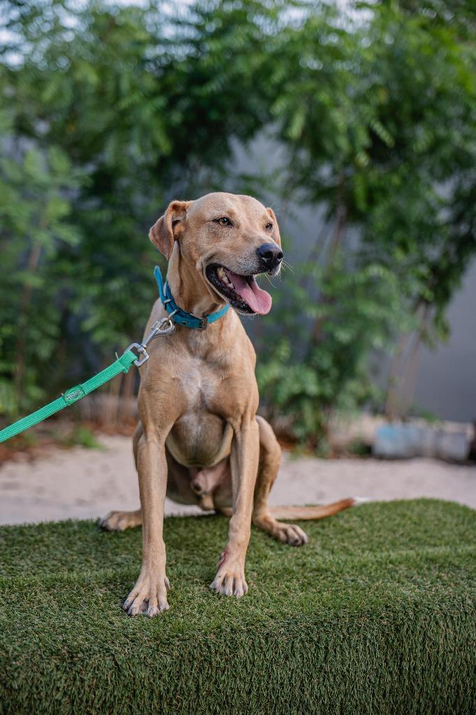 Enlarge Tomas, a Adoptable mixed breed in Portland, OR image 4/5