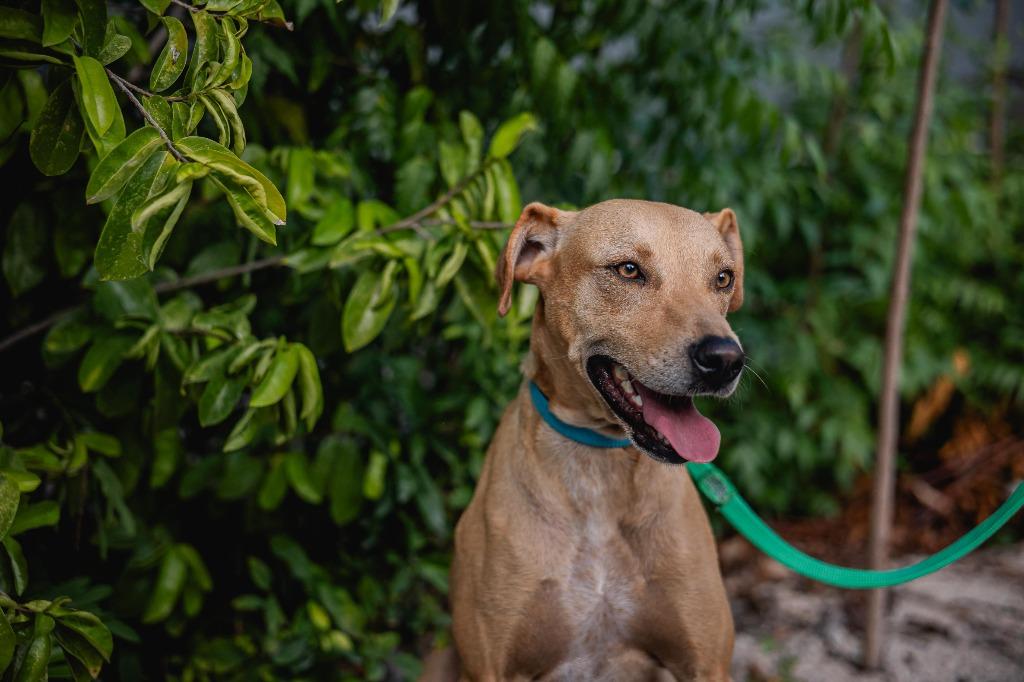 Enlarge Tomas, a Adoptable mixed breed in Portland, OR image 5/5