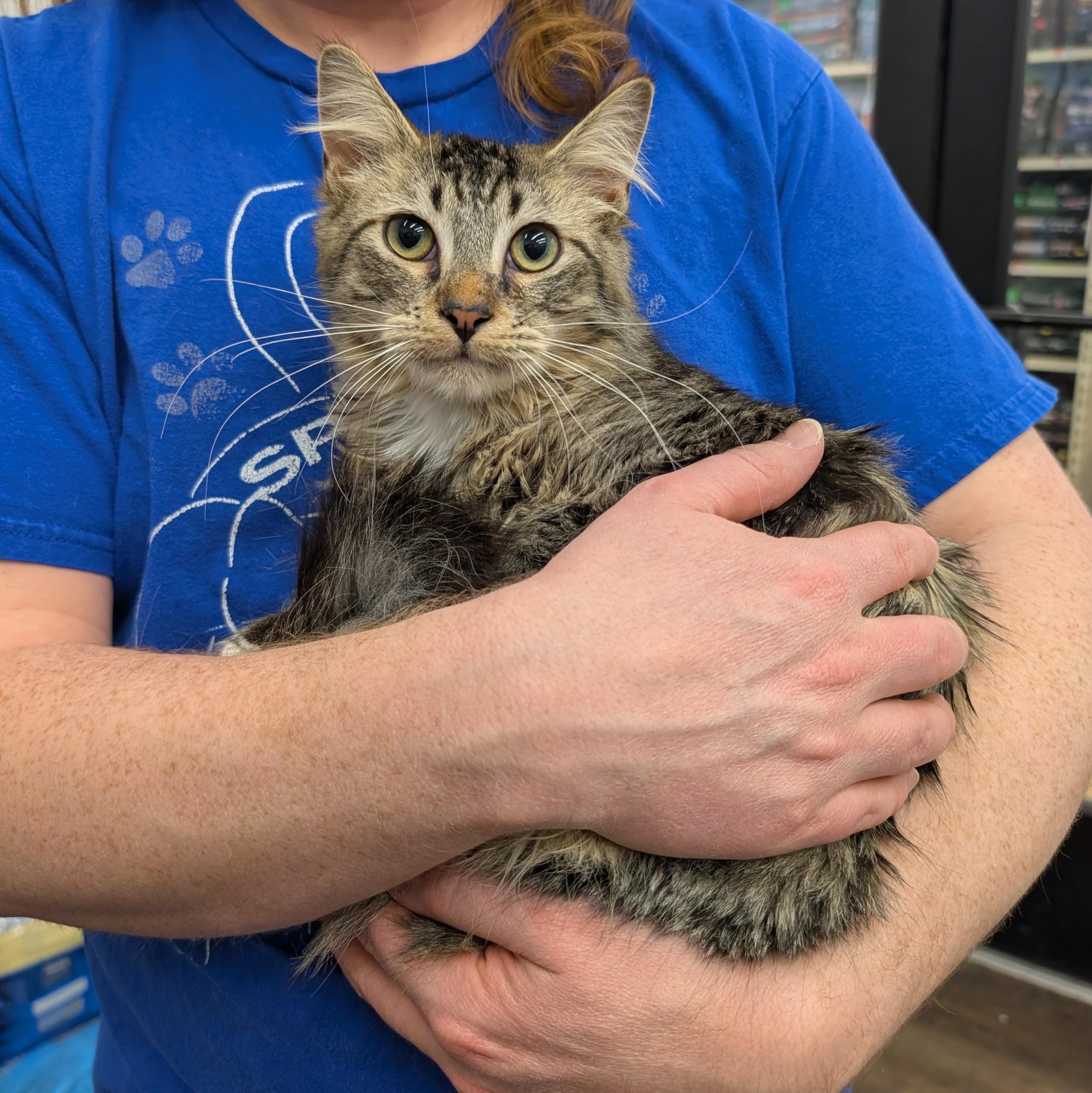 Max, ADOPTABLE, Young Male Domestic Long Hair.