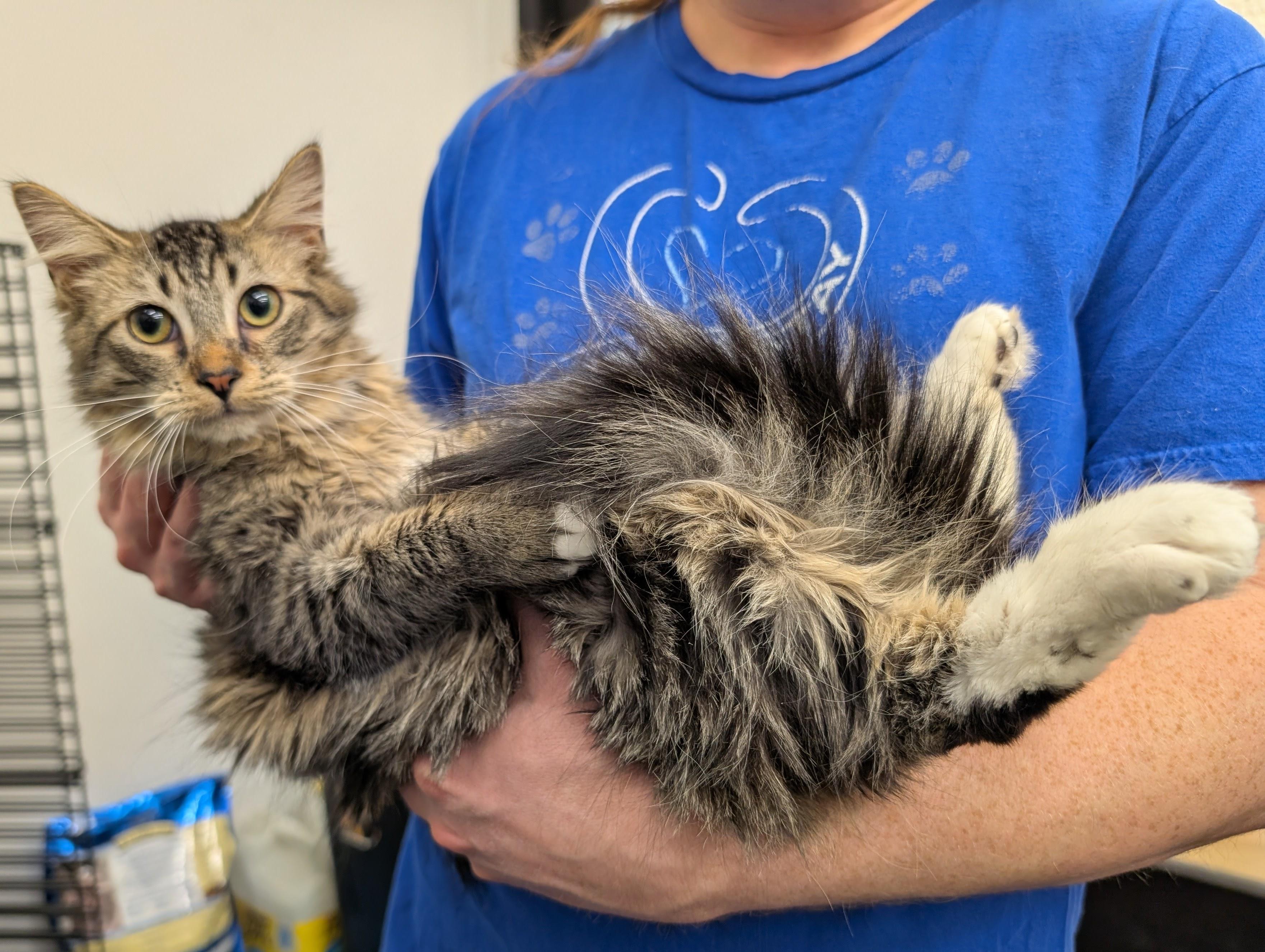 Max, a ADOPTABLE Domestic Long Hair in Grayslake, IL image 3/3
