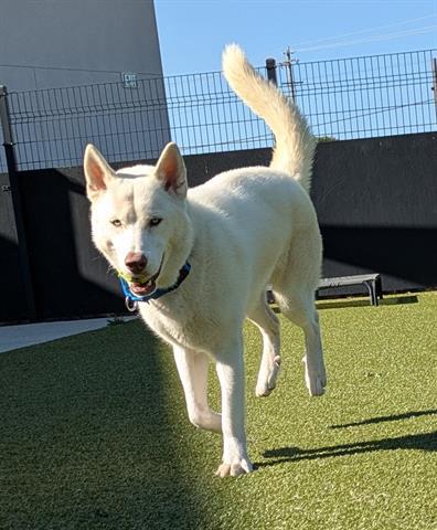 Enlarge TUNDRA, a Adoptable Siberian Husky in San Martin, CA image 1/1
