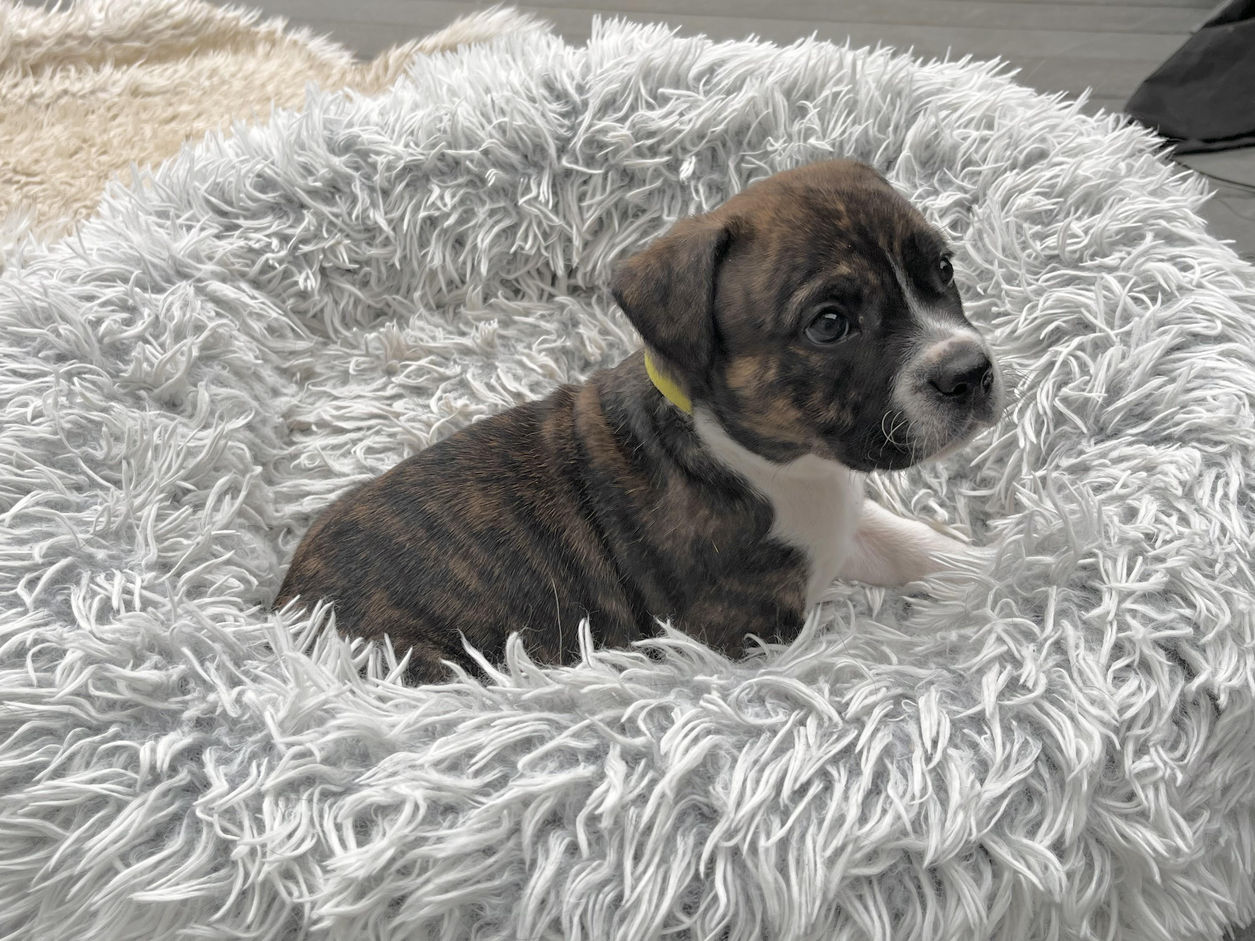 Enlarge Woodstock , a Adoptable mixed breed in Huntingtown, MD image 3/6