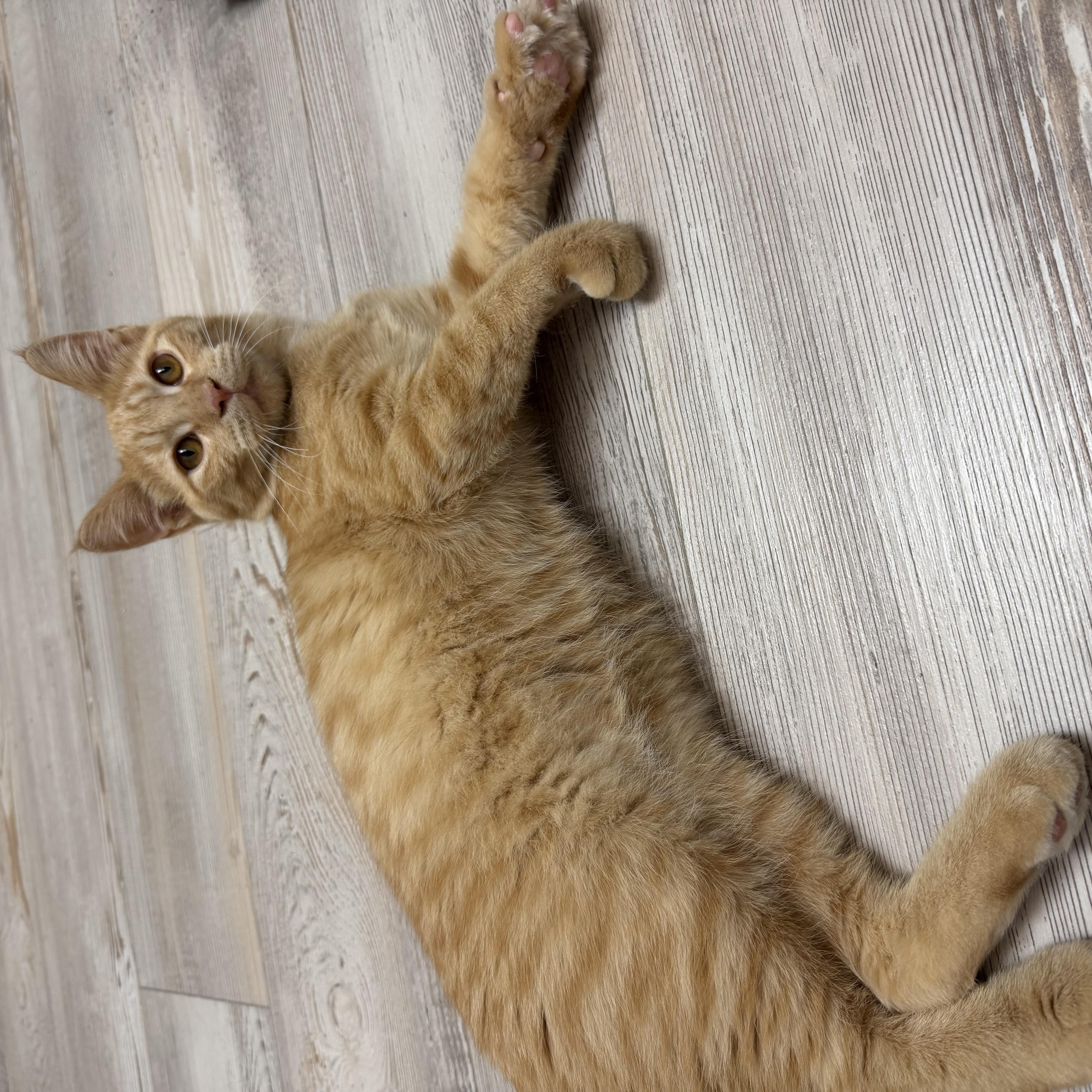Enlarge Pumpkin Spice, a Adoptable Domestic Short Hair in Madison, WI image 3/5