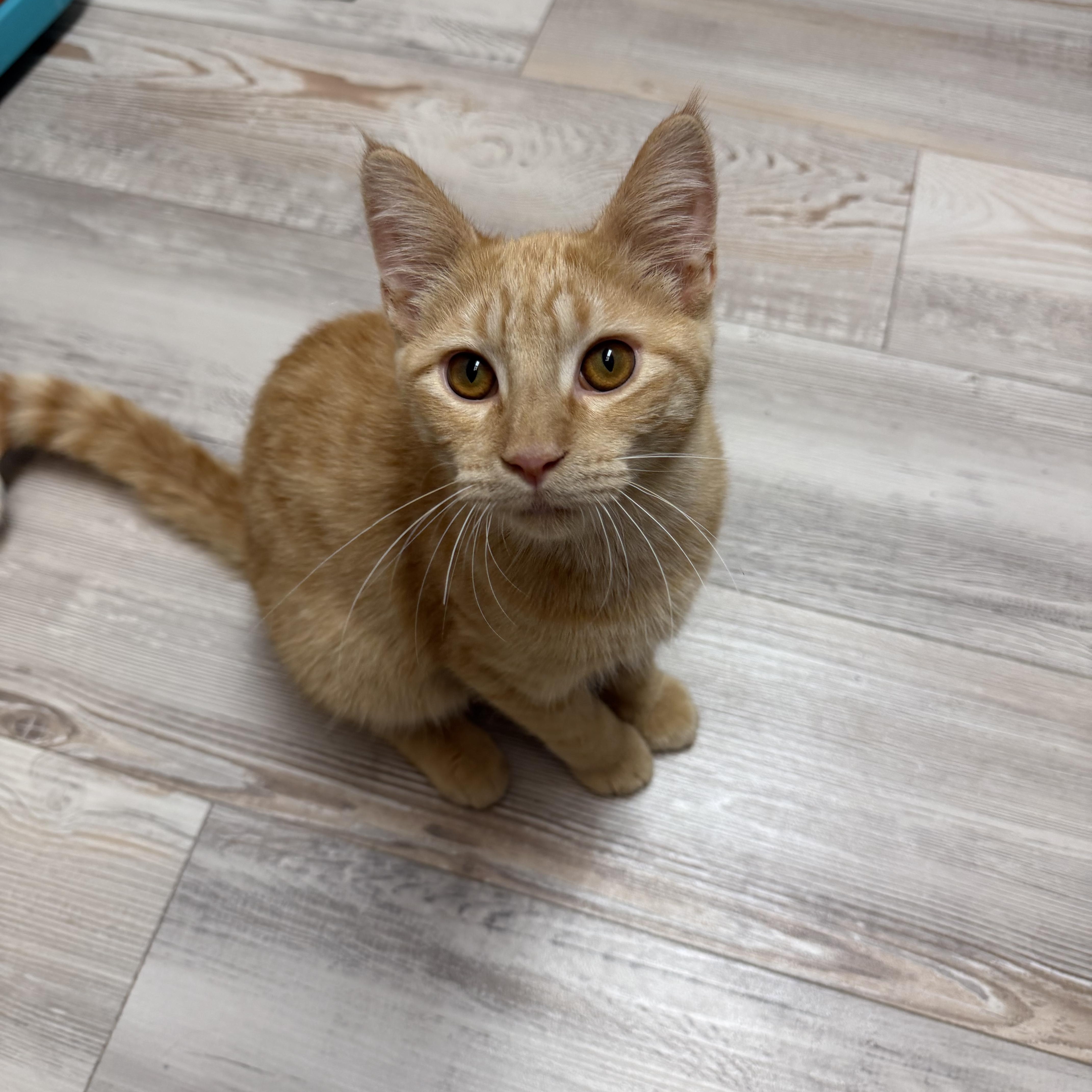 Enlarge Pumpkin Spice, a Adoptable Domestic Short Hair in Madison, WI image 2/5