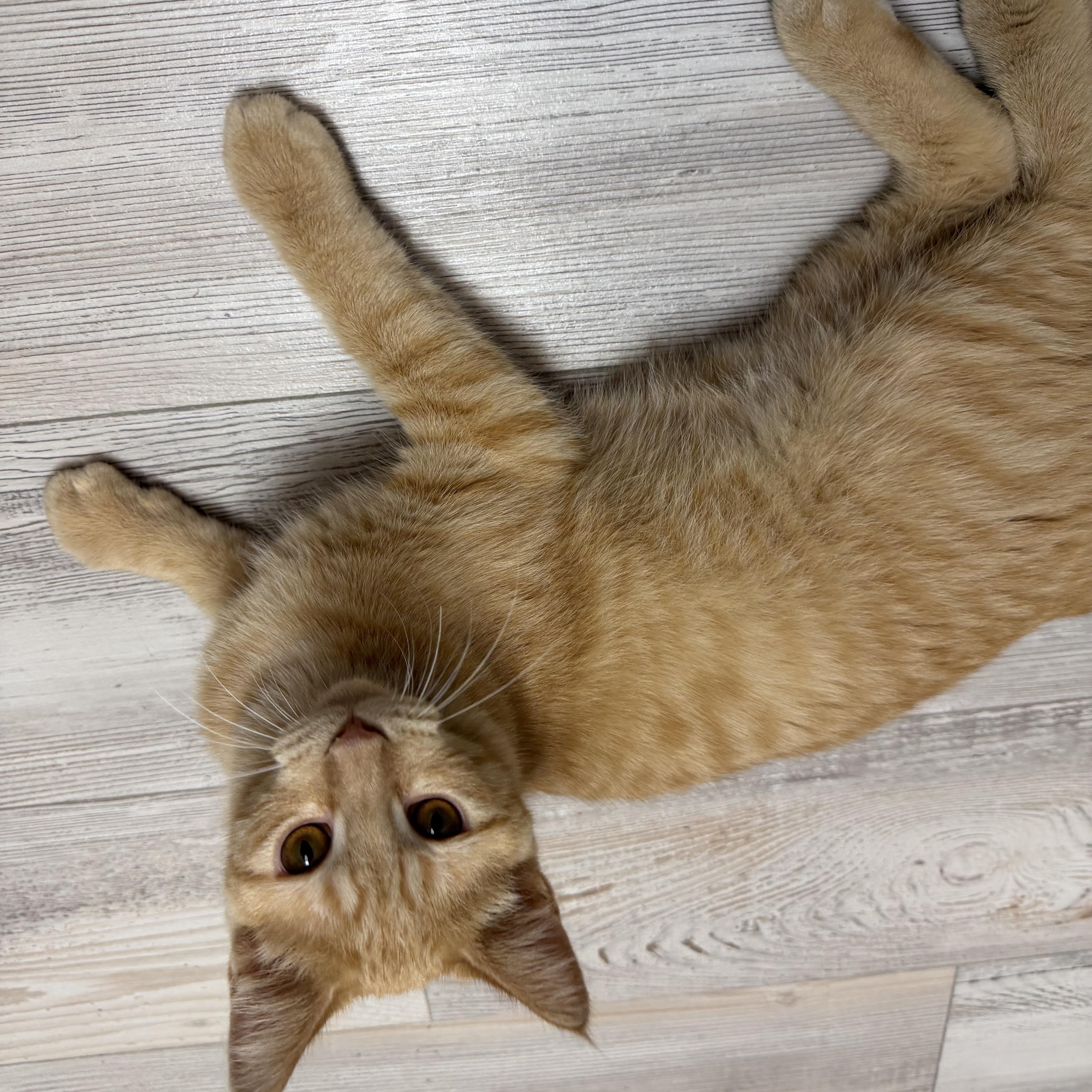 Enlarge Pumpkin Spice, a Adoptable Domestic Short Hair in Madison, WI image 5/5