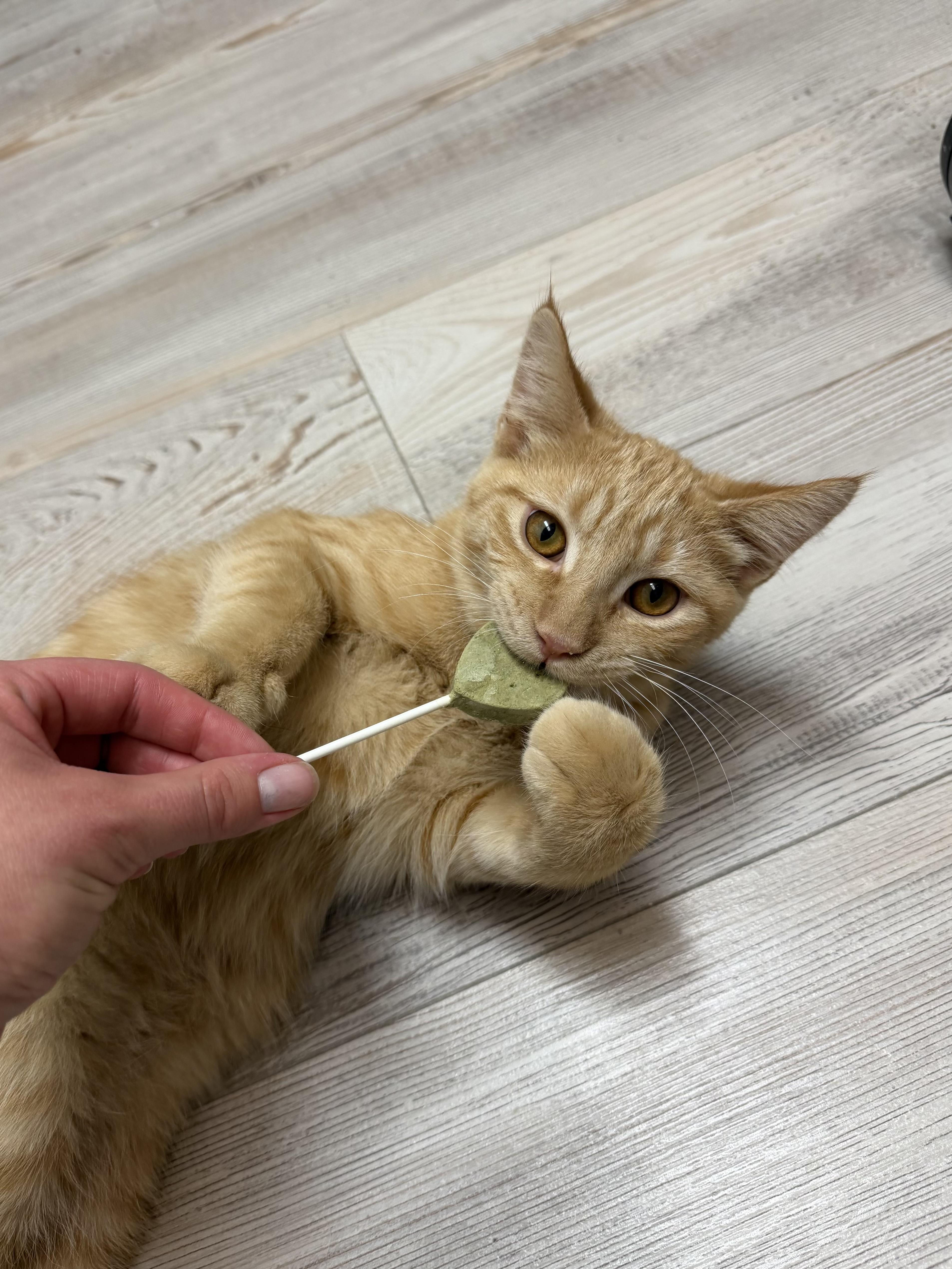 Pumpkin Spice, Adoptable, Kitten Male Domestic Short Hair.