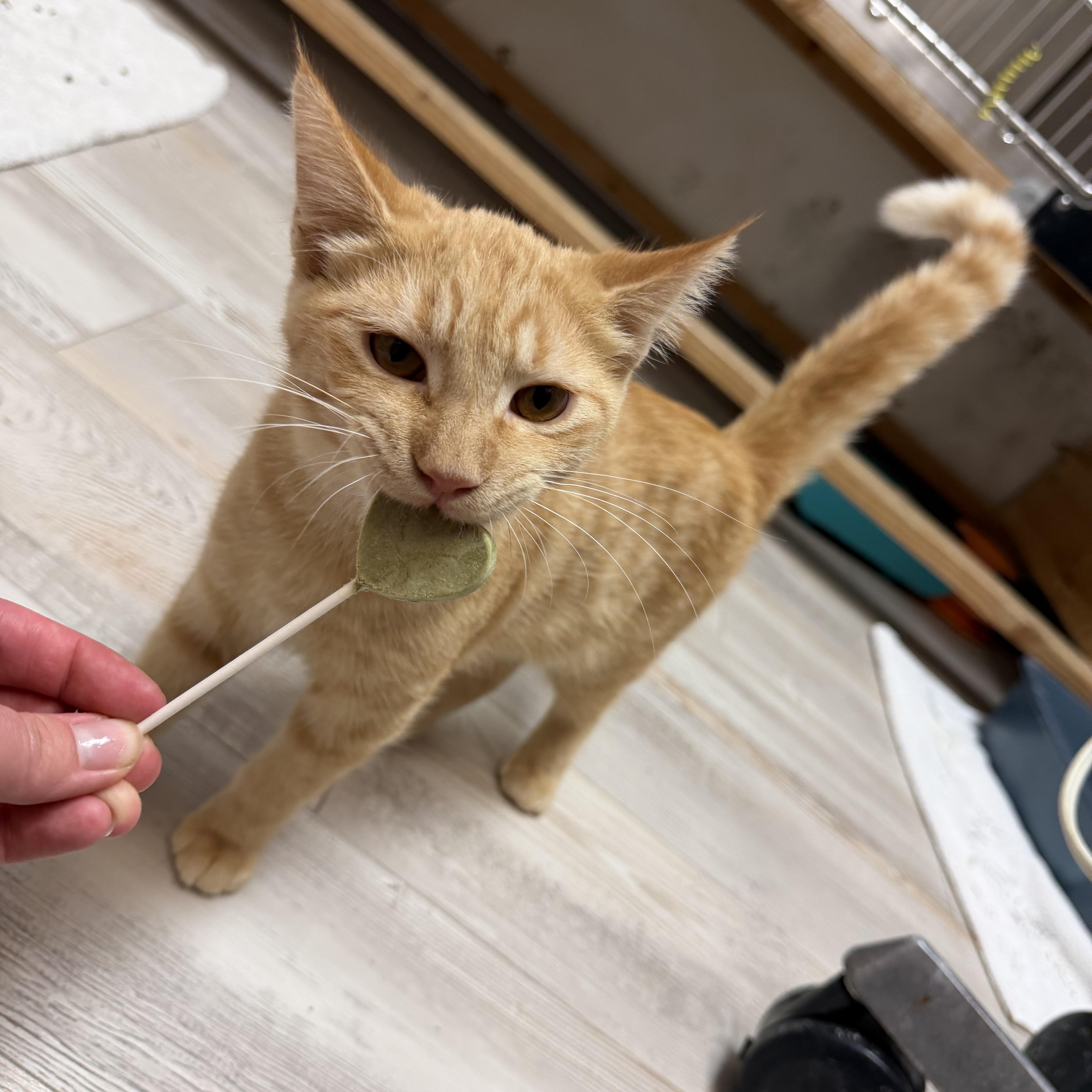 Enlarge Pumpkin Spice, a Adoptable Domestic Short Hair in Madison, WI image 4/5