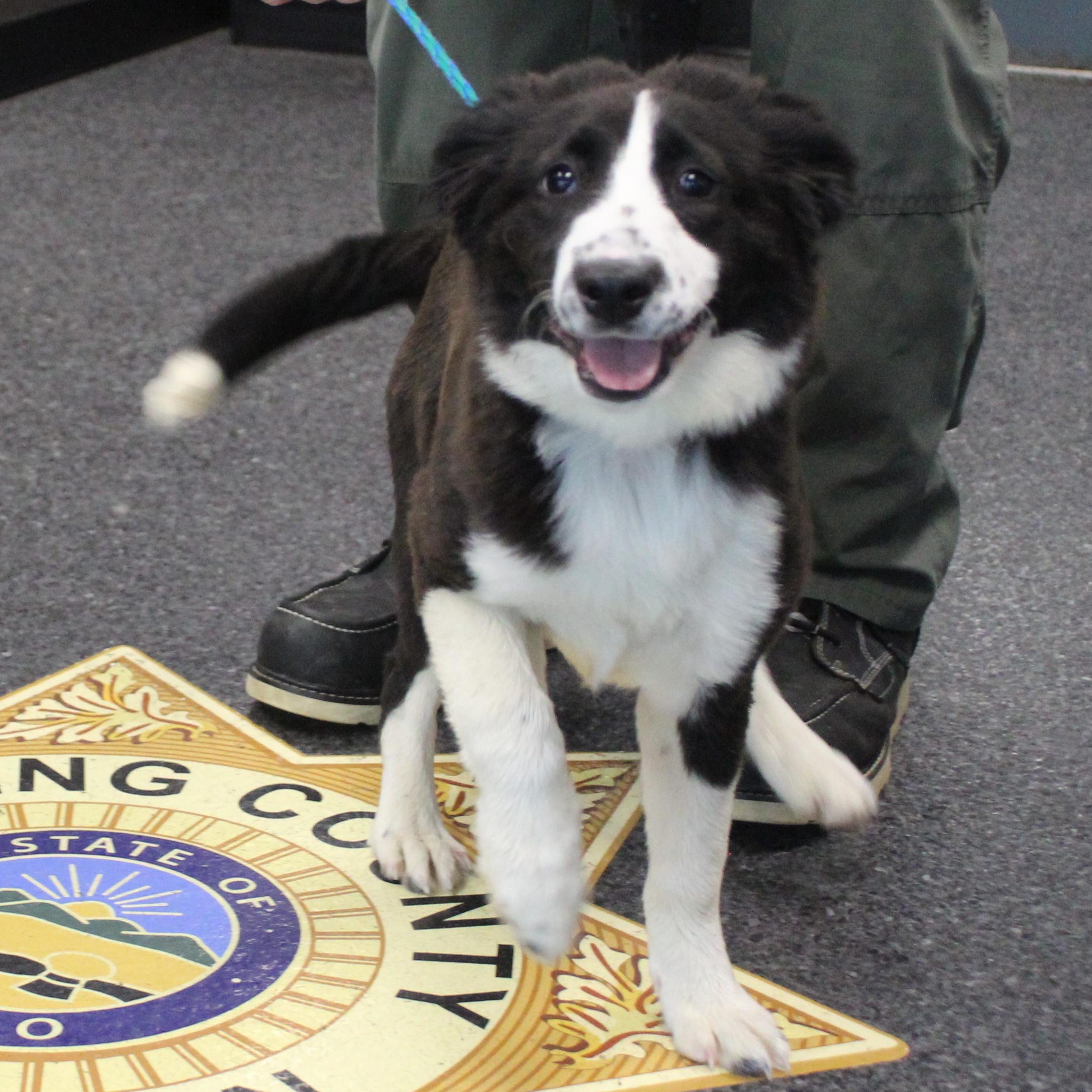 Queenie (11777), adopted, Puppy Female Border Collie.