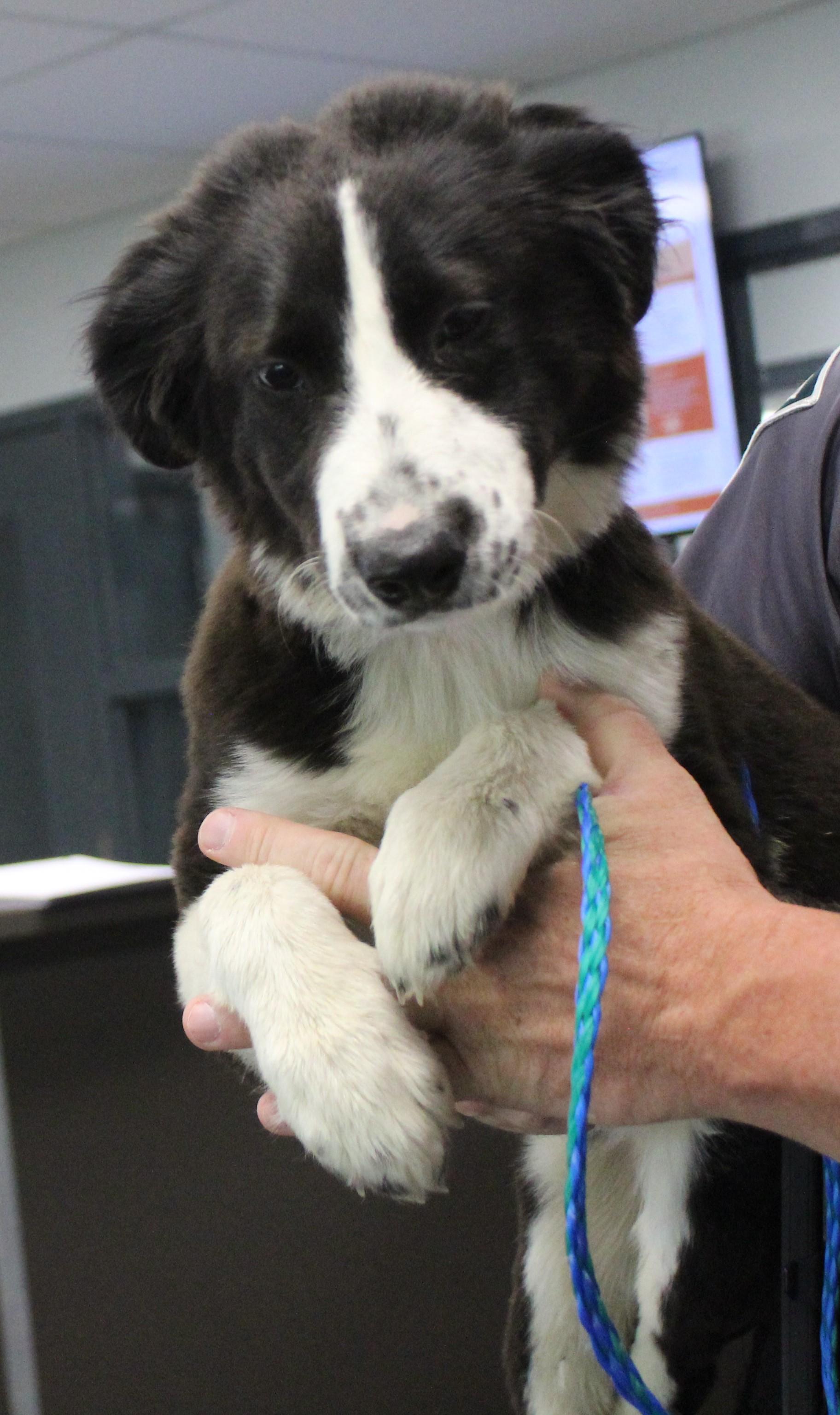 Enlarge Queenie (11777), an adopted mixed breed in Heath, OH image 2/2