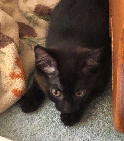 My Tiny Dancer, a ADOPTABLE mixed breed in Eagle Point, OR image 5/6