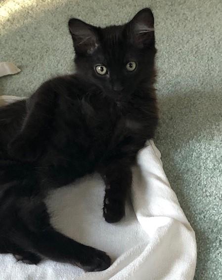 My Tiny Dancer, ADOPTABLE, Kitten Female Domestic Medium Hair & Tabby.