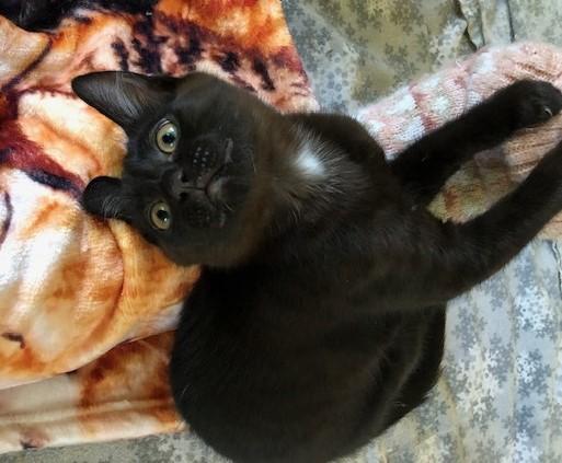 My Tiny Dancer, a ADOPTABLE mixed breed in Eagle Point, OR image 4/6