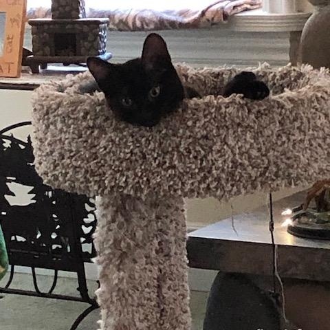 My Tiny Dancer, a ADOPTABLE mixed breed in Eagle Point, OR image 2/6
