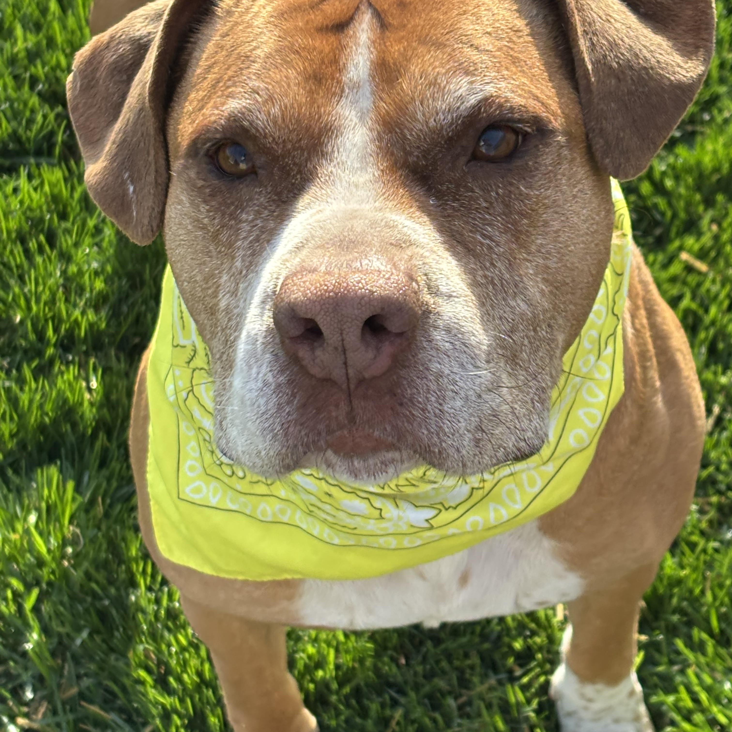 LuLu, an adoptable American Staffordshire Terrier in Watertown, WI, 53094 | Photo Image 1