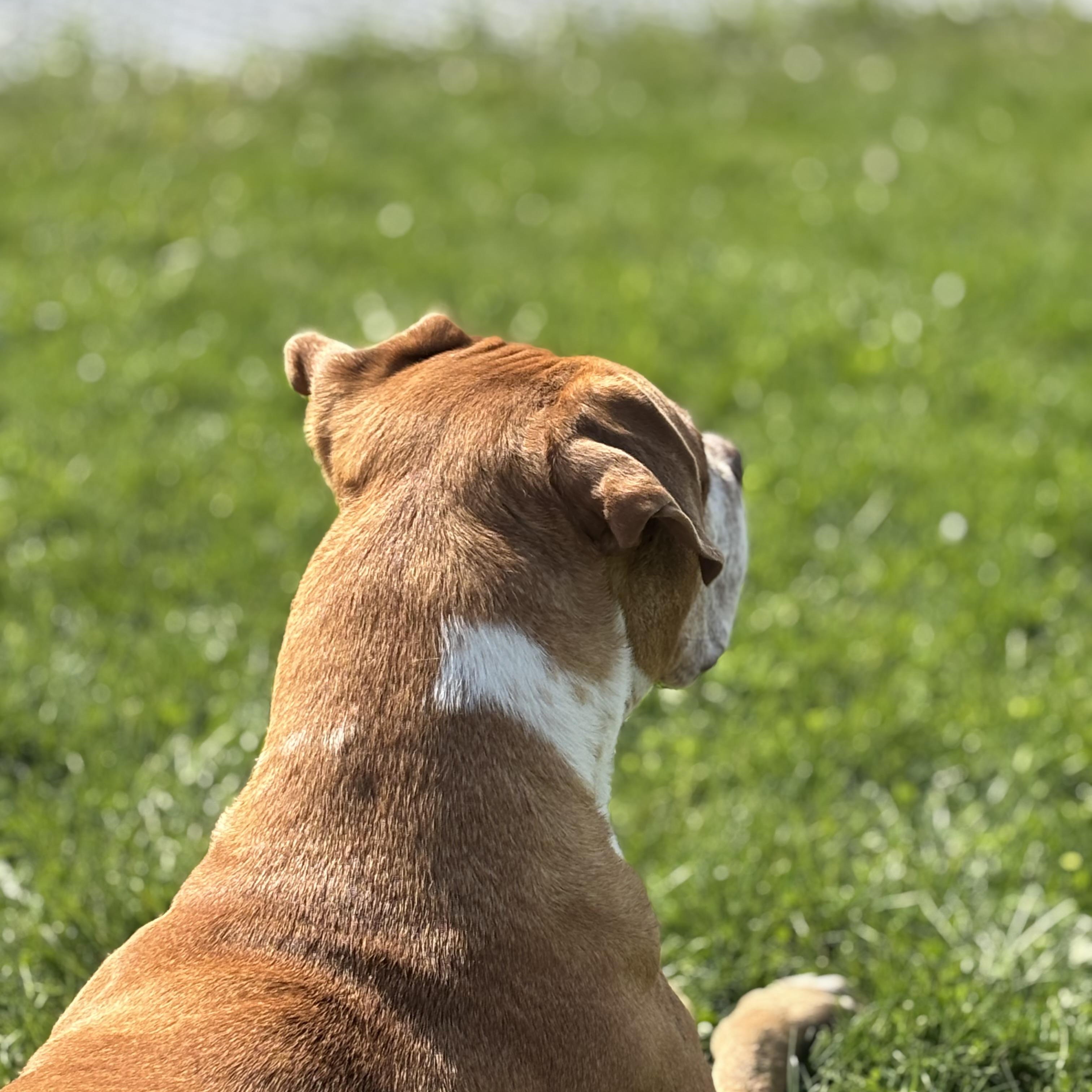 LuLu, an adoptable American Staffordshire Terrier in Watertown, WI, 53094 | Photo Image 4