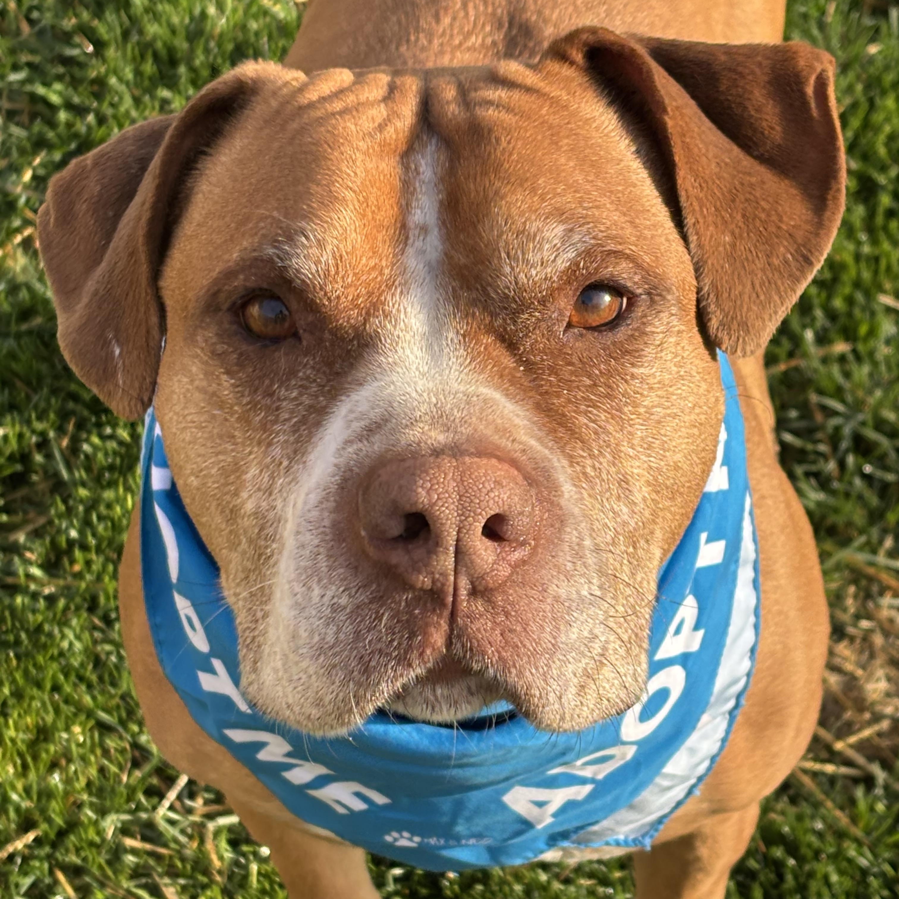 LuLu, an adoptable American Staffordshire Terrier in Watertown, WI, 53094 | Photo Image 3