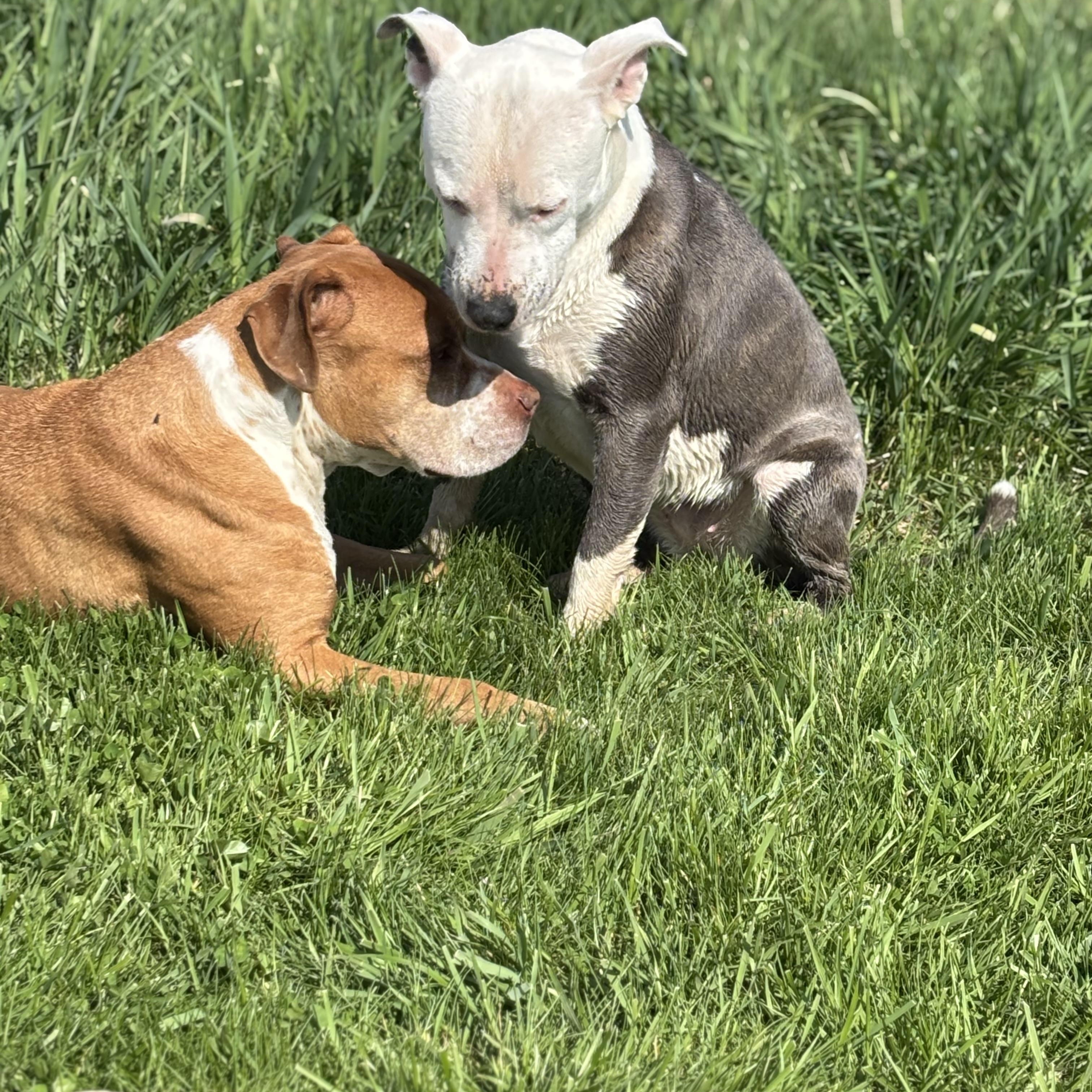 LuLu, an adoptable American Staffordshire Terrier in Watertown, WI, 53094 | Photo Image 5