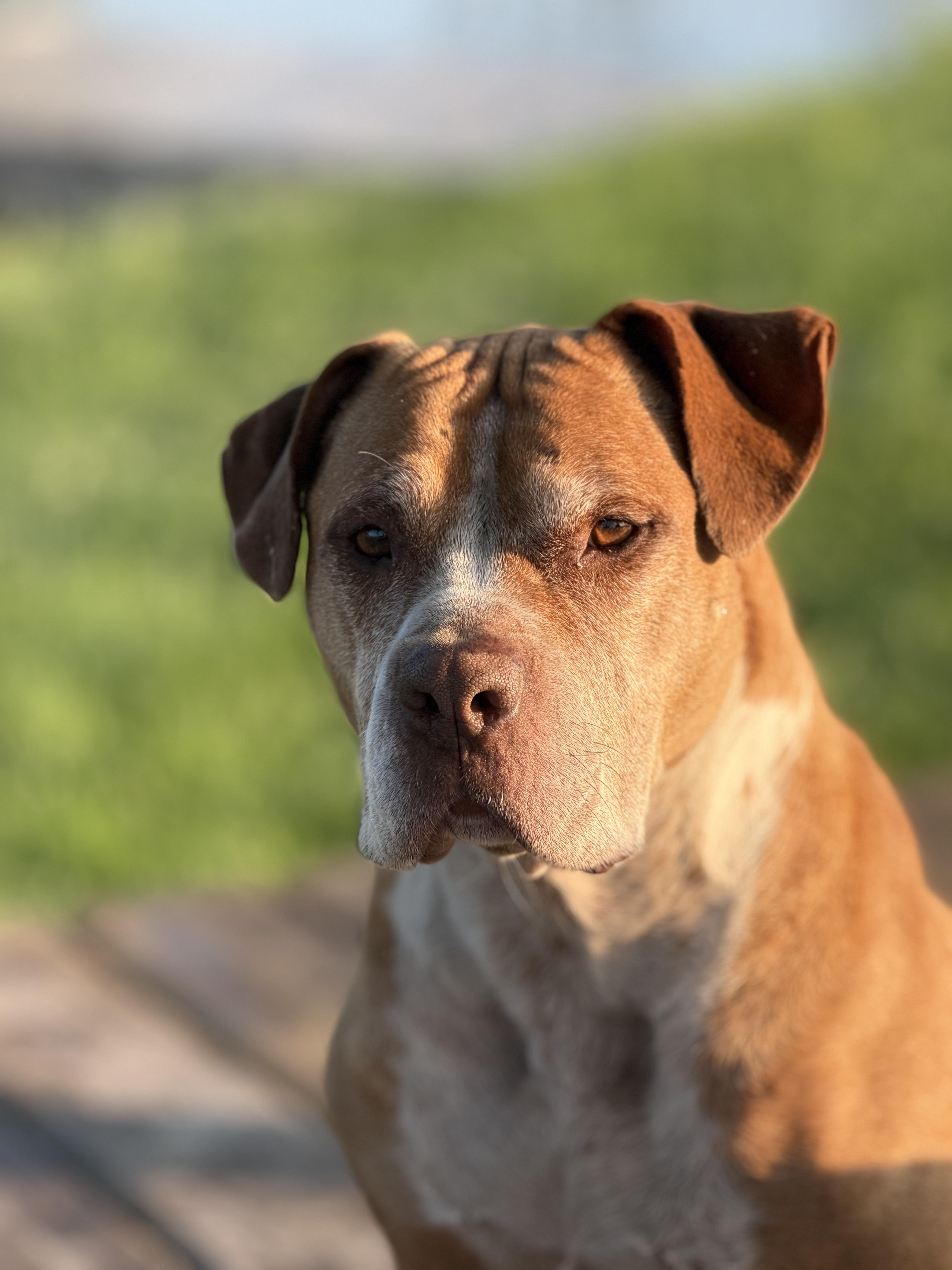 Enlarge LuLu, an adoptable mixed breed in Watertown, WI image 1/6