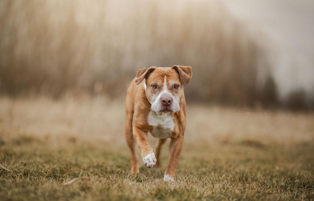 Enlarge LuLu, an adoptable mixed breed in Watertown, WI image 6/6