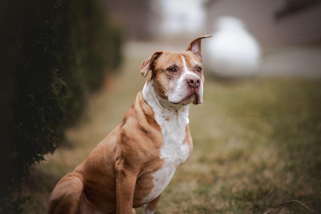 Enlarge LuLu, an adoptable mixed breed in Watertown, WI image 3/6