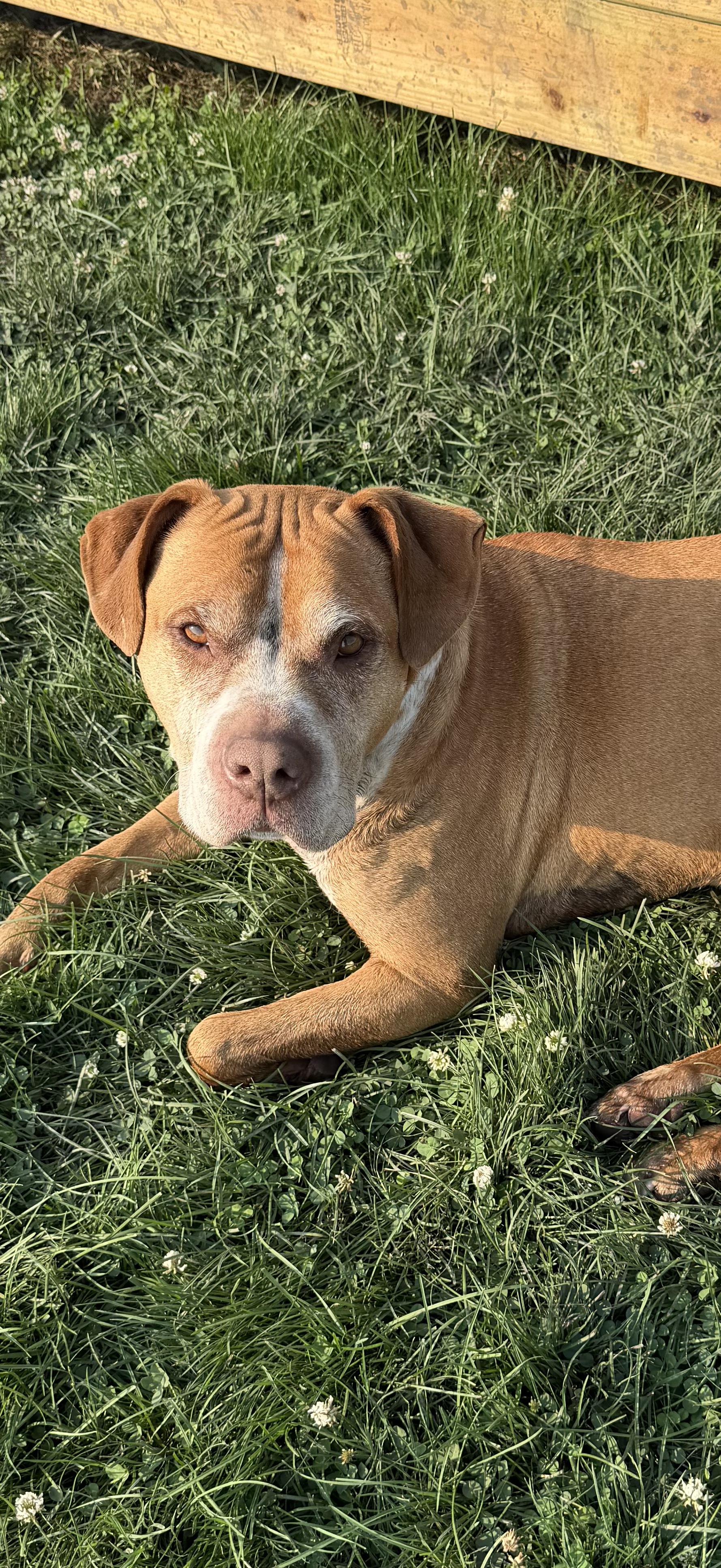 Enlarge LuLu, an adoptable mixed breed in Watertown, WI image 2/6