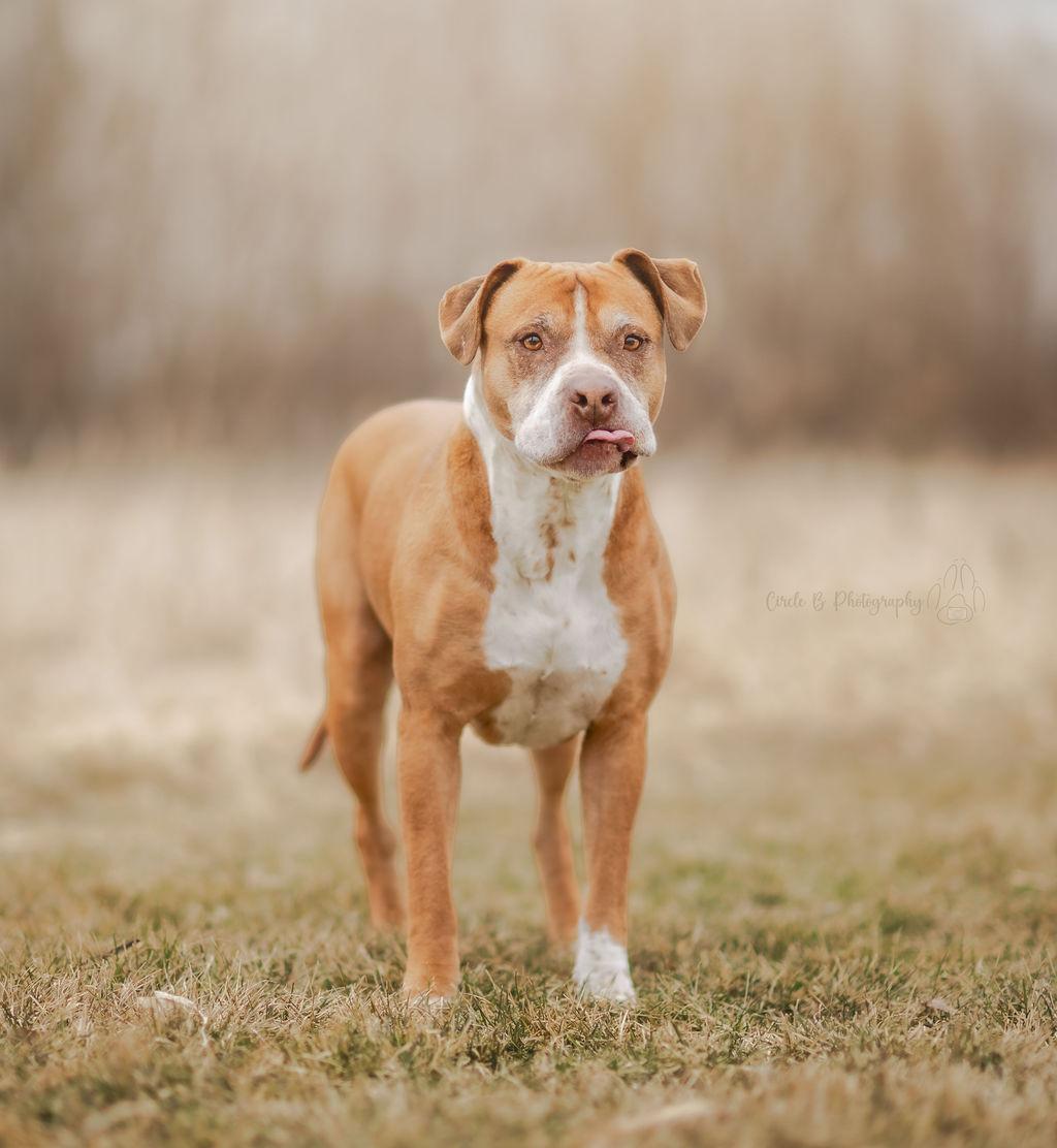 Enlarge LuLu, an adoptable mixed breed in Watertown, WI image 4/6