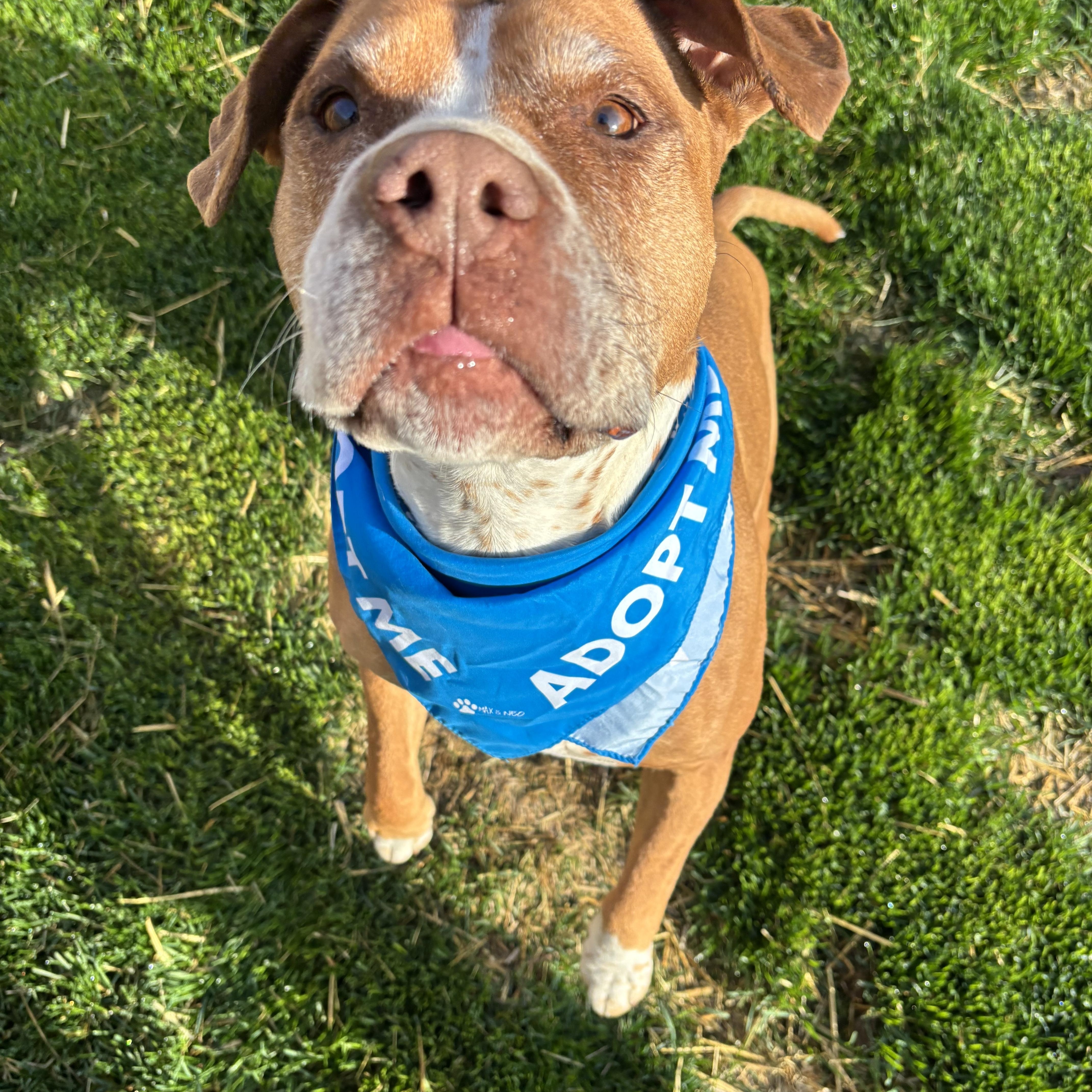 LuLu, an adoptable American Staffordshire Terrier in Watertown, WI, 53094 | Photo Image 6