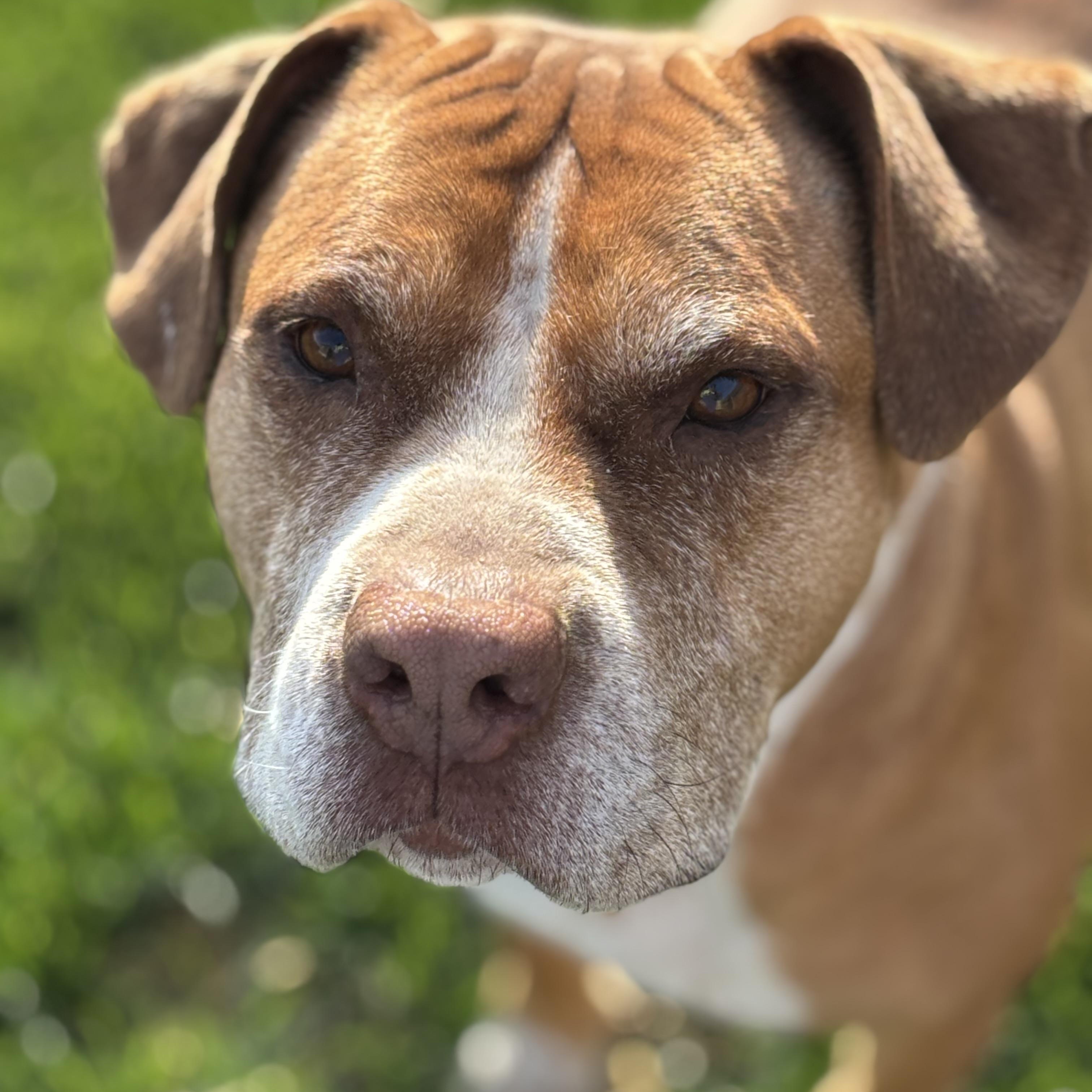 LuLu, an adoptable American Staffordshire Terrier in Watertown, WI, 53094 | Photo Image 2