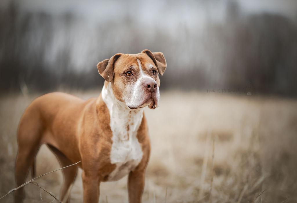 Enlarge LuLu, an adoptable mixed breed in Watertown, WI image 5/6