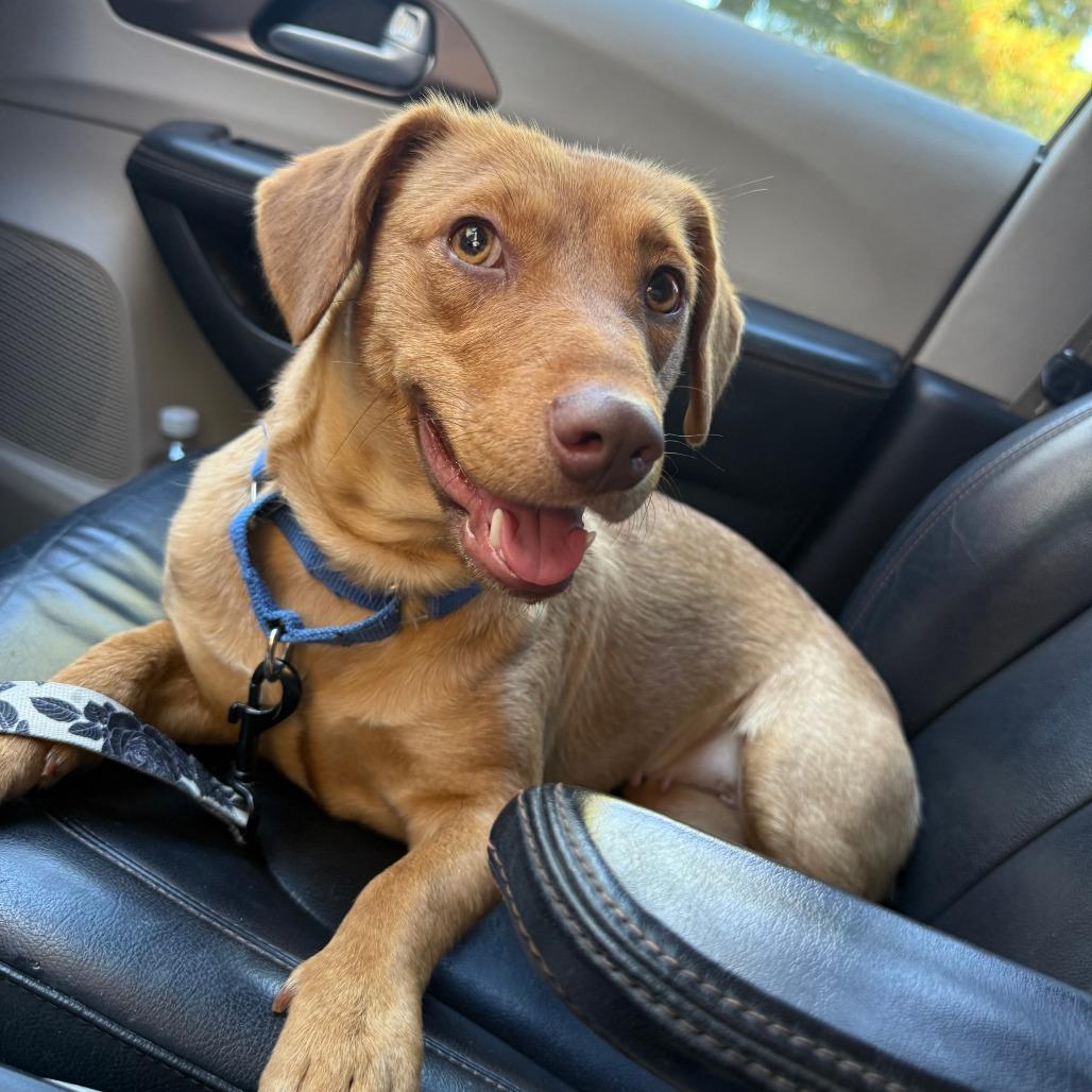 Osi, Adoptable, Young Female Dachshund & Mixed Breed.