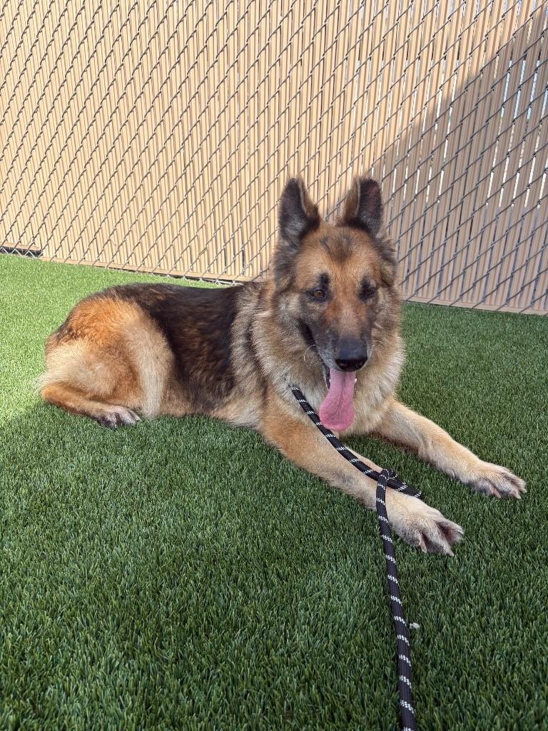 Fifi, ADOPTABLE, Senior Female German Shepherd Dog & Mixed Breed.