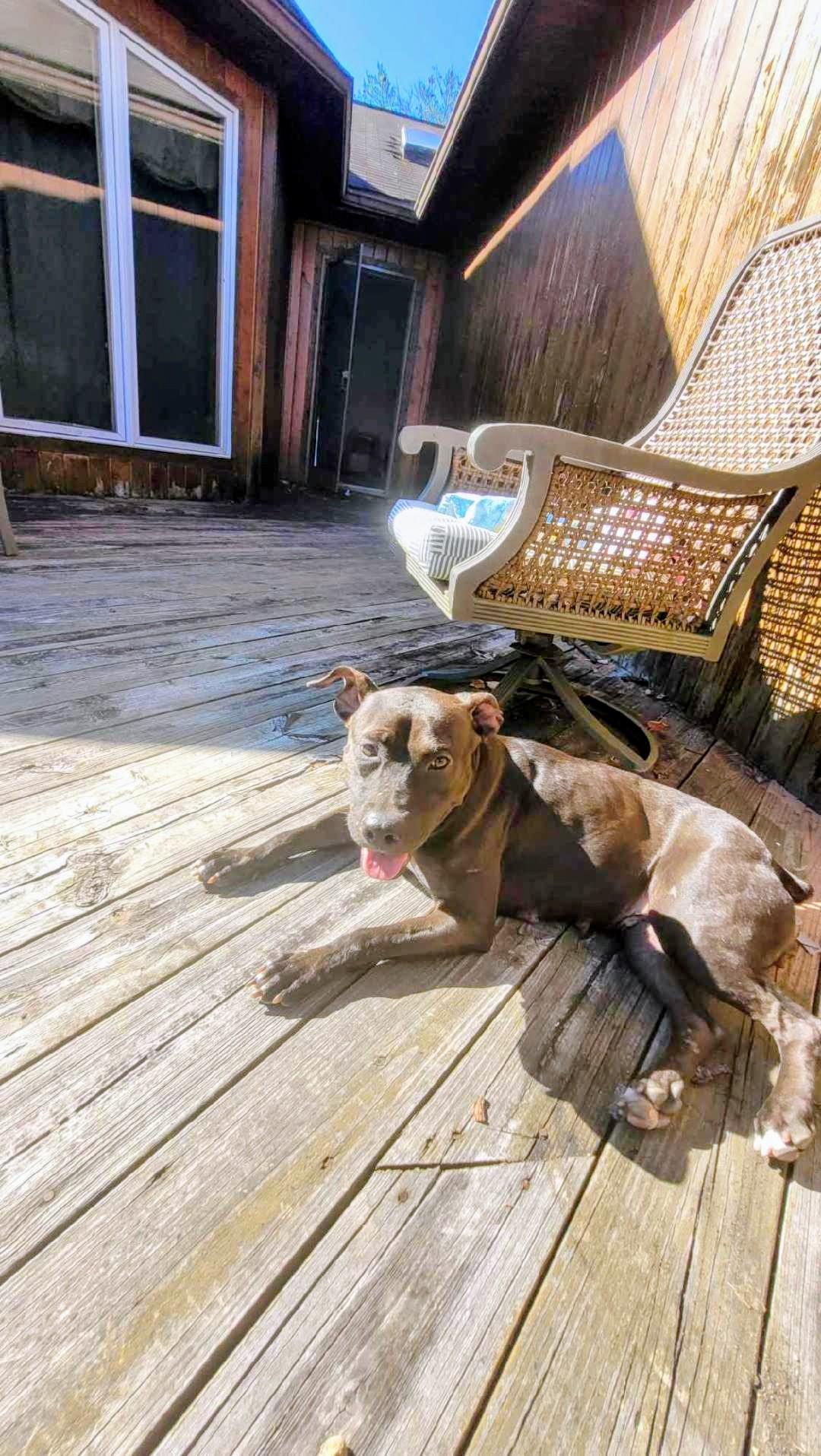 Enlarge Jelly Belly (aka Mocha), a Adoptable mixed breed in Wantagh, NY image 1/5