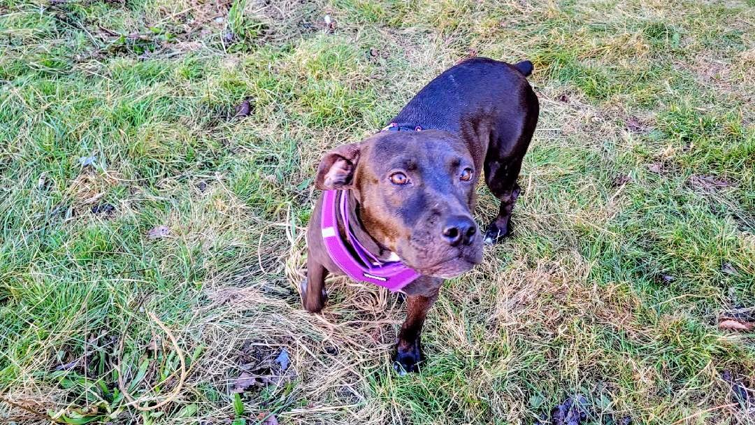 Enlarge Jelly Belly (aka Mocha), a Adoptable mixed breed in Wantagh, NY image 3/5