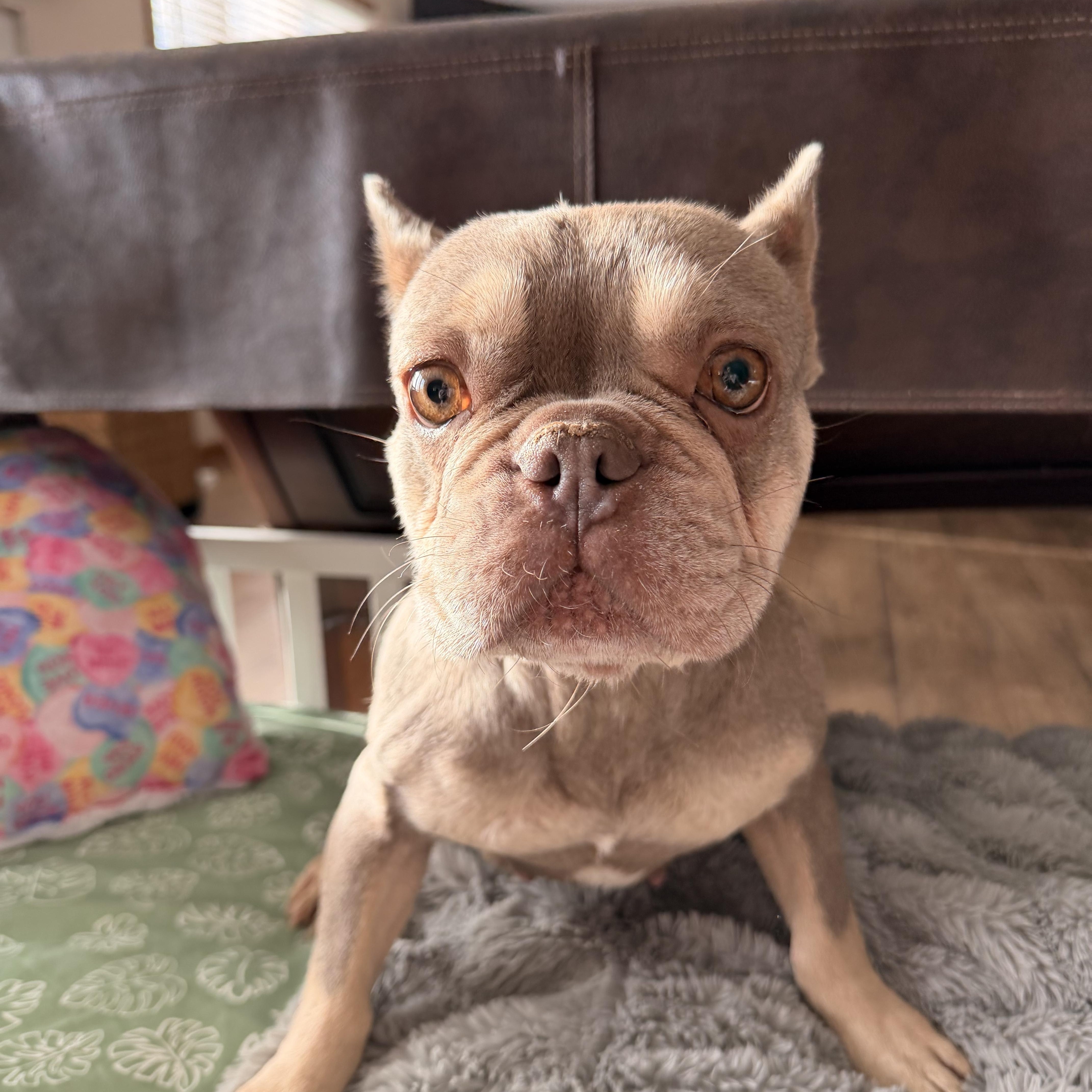 Enlarge Yindell, a ADOPTABLE French Bulldog in North Freedom, WI image 1/2