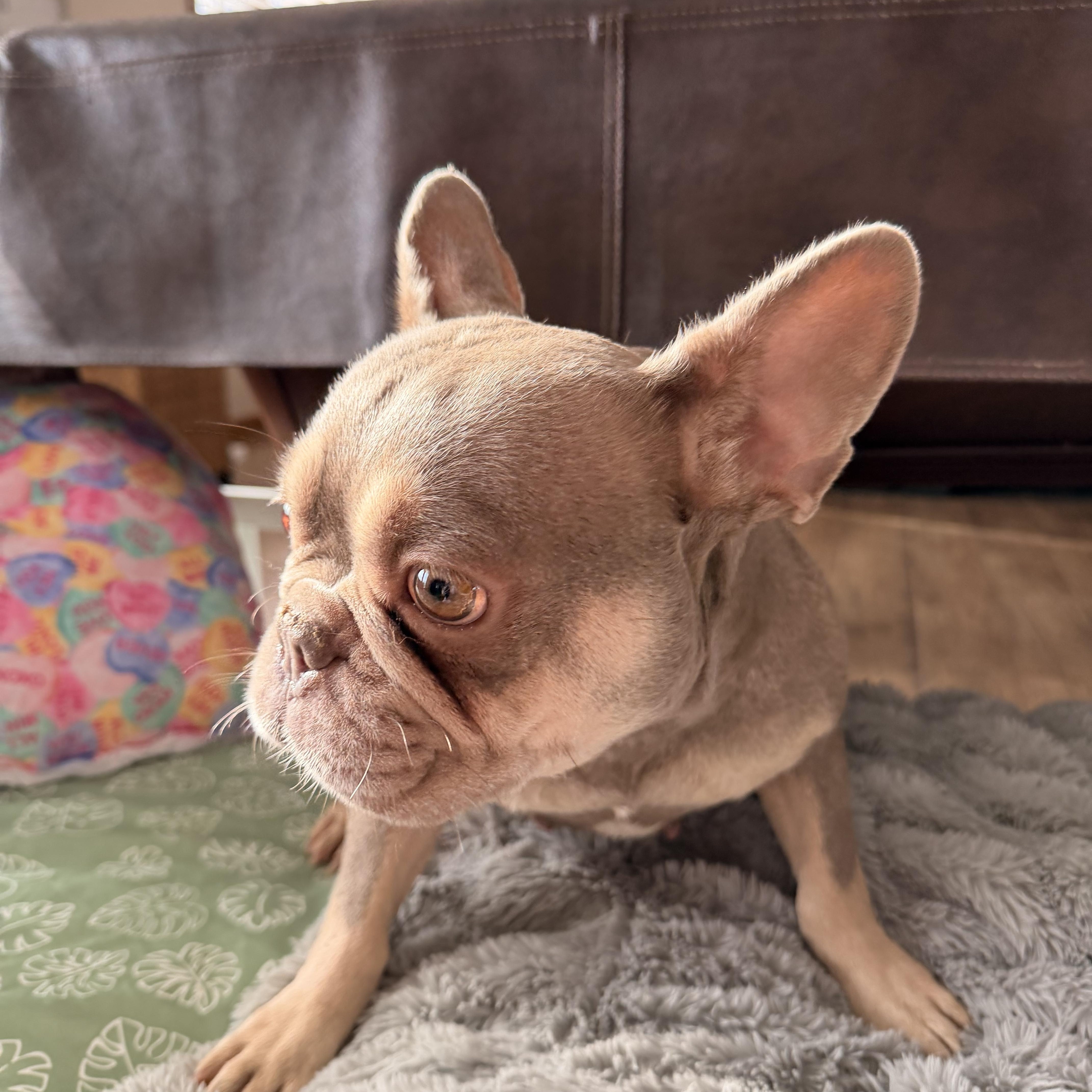 Enlarge Yindell, a ADOPTABLE French Bulldog in North Freedom, WI image 2/2