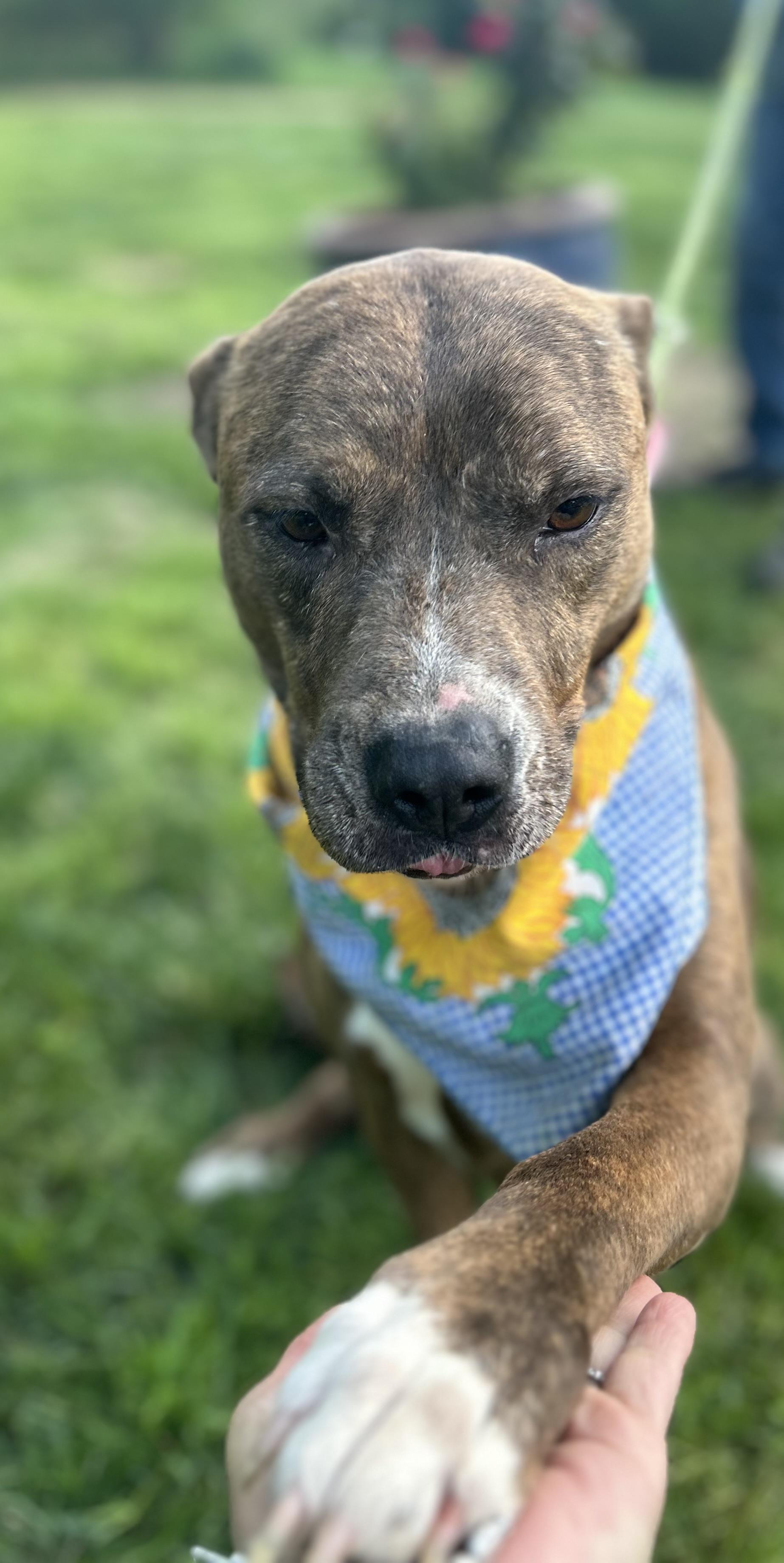 Staci, a Adoptable mixed breed in Scottsville, KY image 1/6