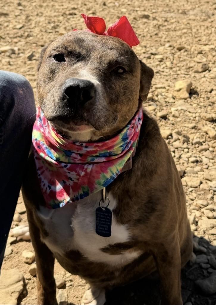 Enlarge Staci, a Adoptable mixed breed in Scottsville, KY image 2/5