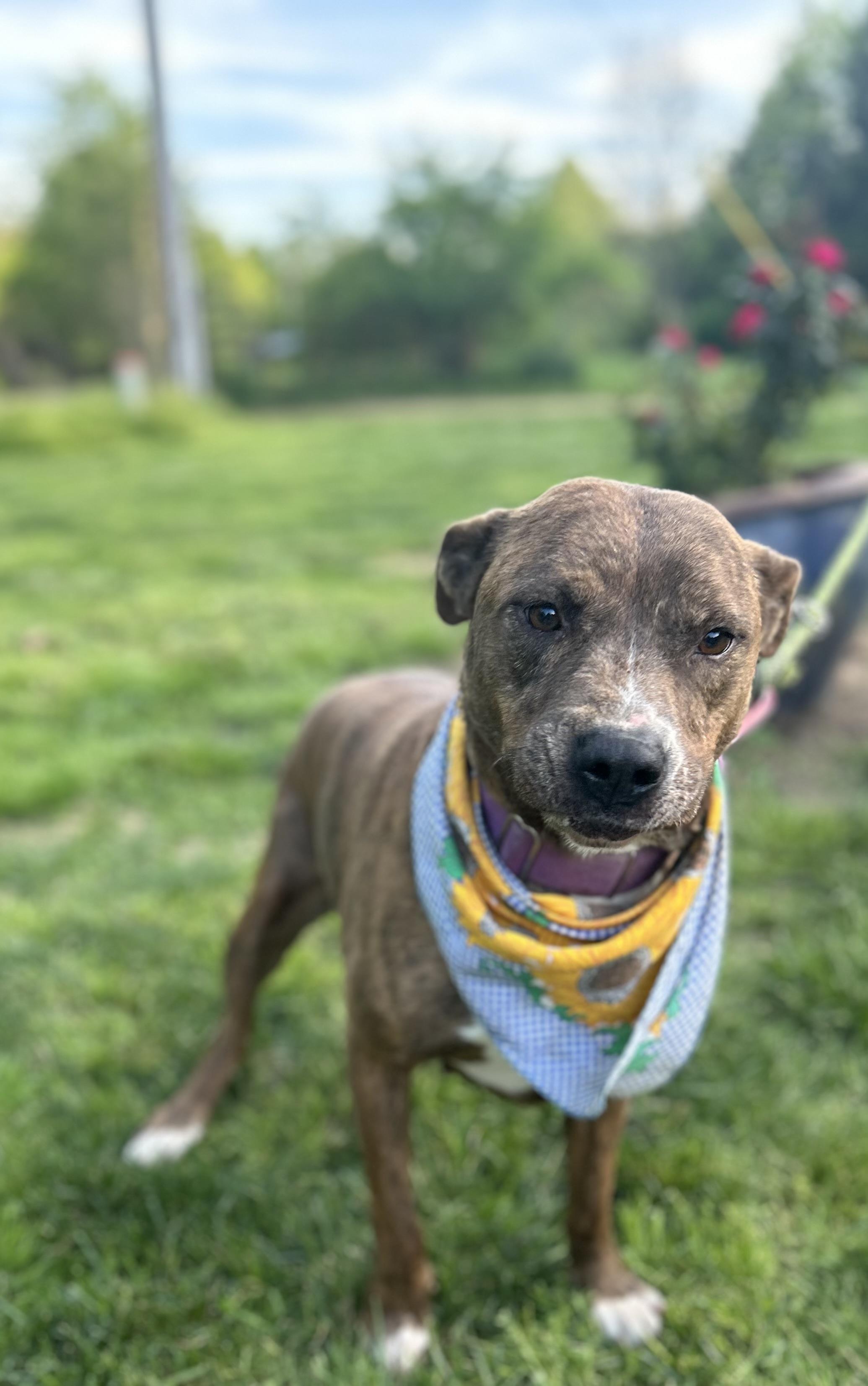 Staci, a Adoptable mixed breed in Scottsville, KY image 2/6